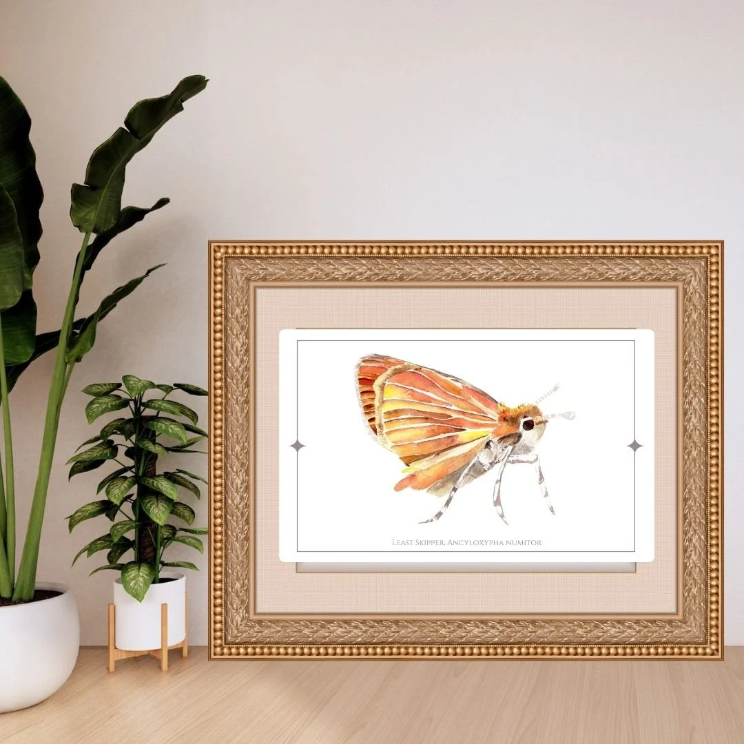 Least Skipper - Ancyloxypha numitor Butterfly Print