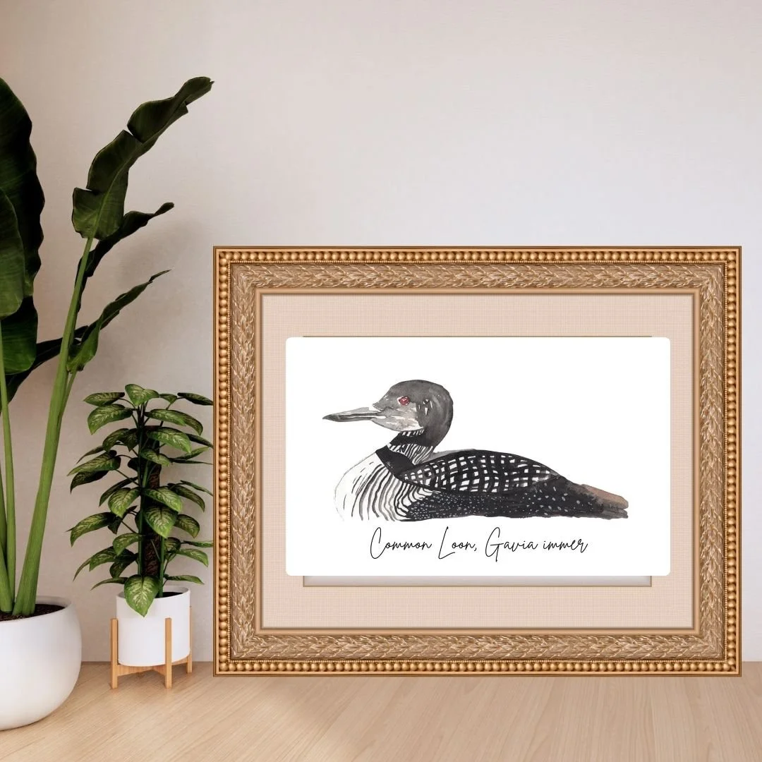 Common Loon - Minnesota State Symbols