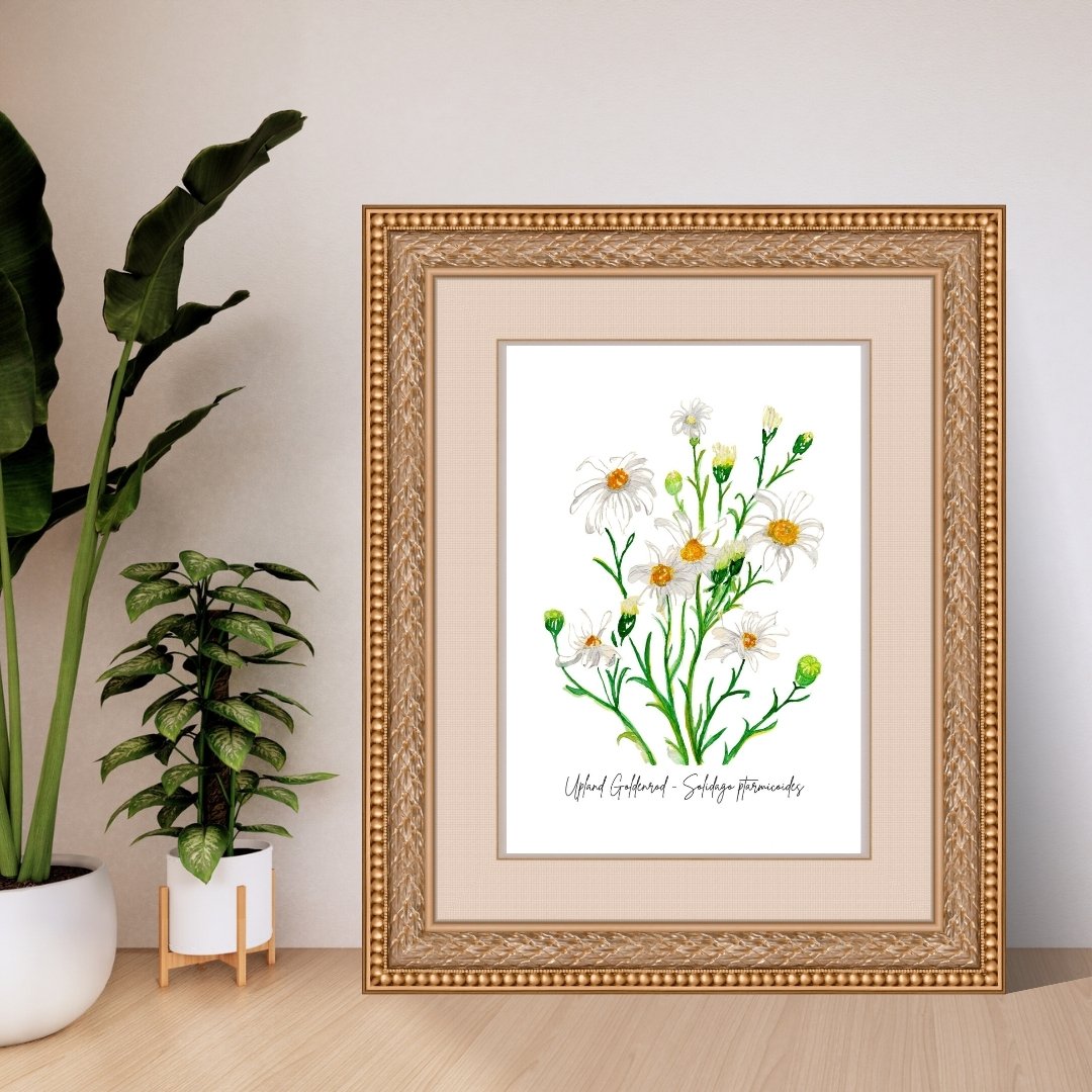Upland Goldenrod - Solidago ptarmicoides Wildflower Print