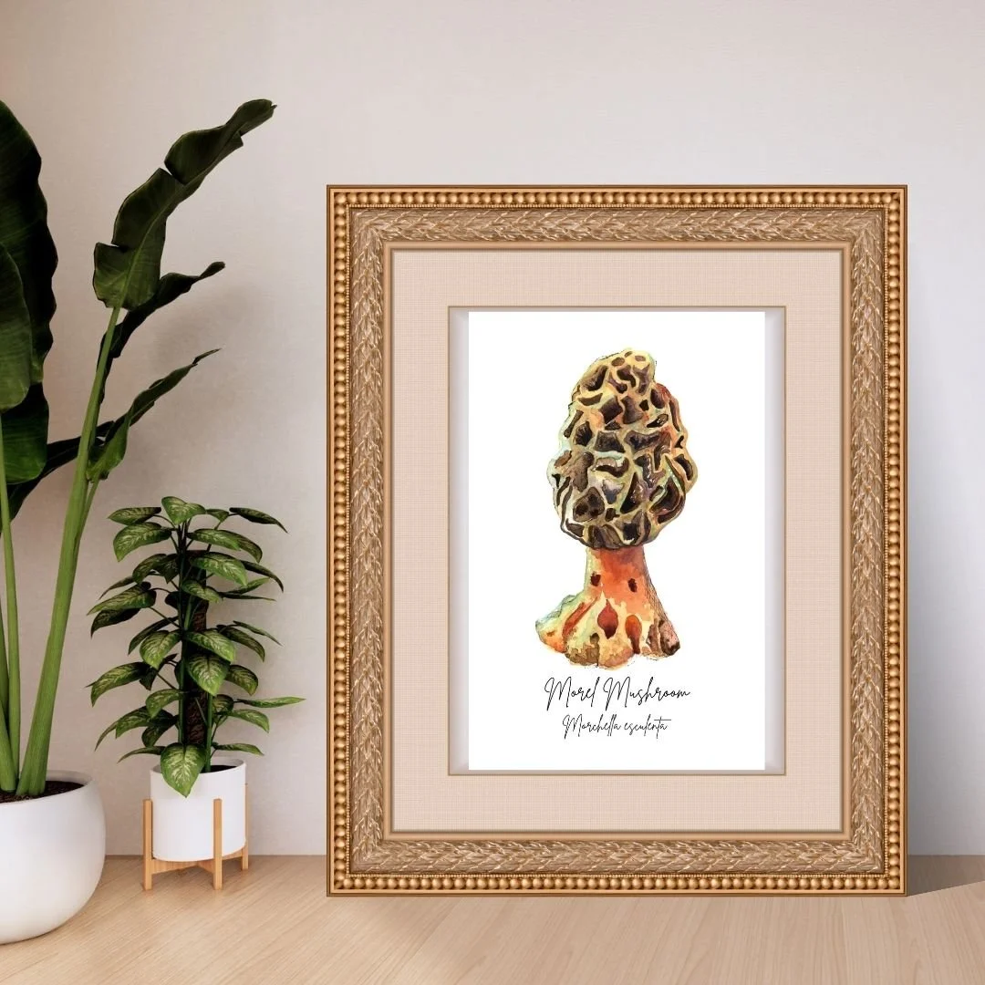 Morel Mushroom - Minnesota State Symbols