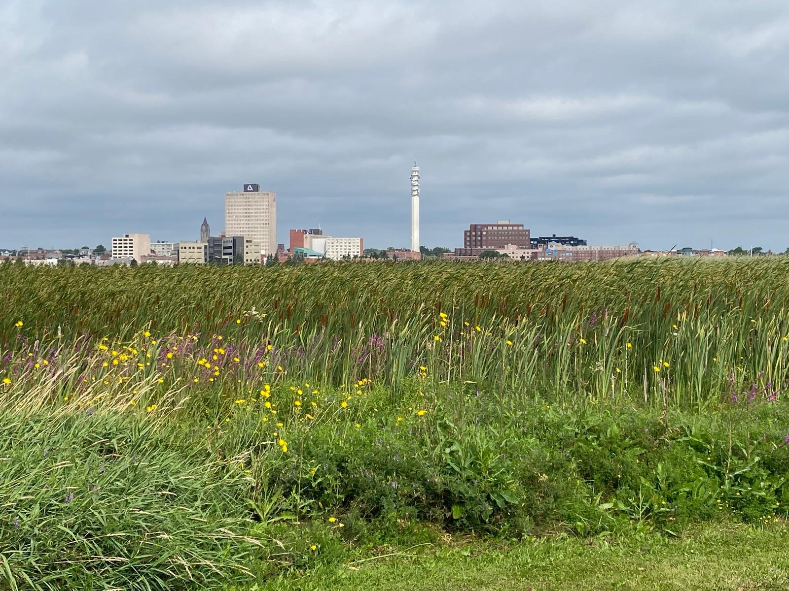 Meet The Hungry Monc