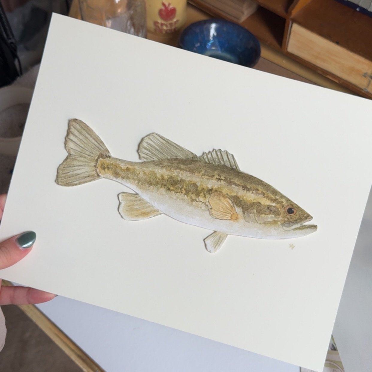 Lovely Florida Largemouth for Christina! 

#commissionsopen #watercolor #fishart #largemouthbass #naturelover