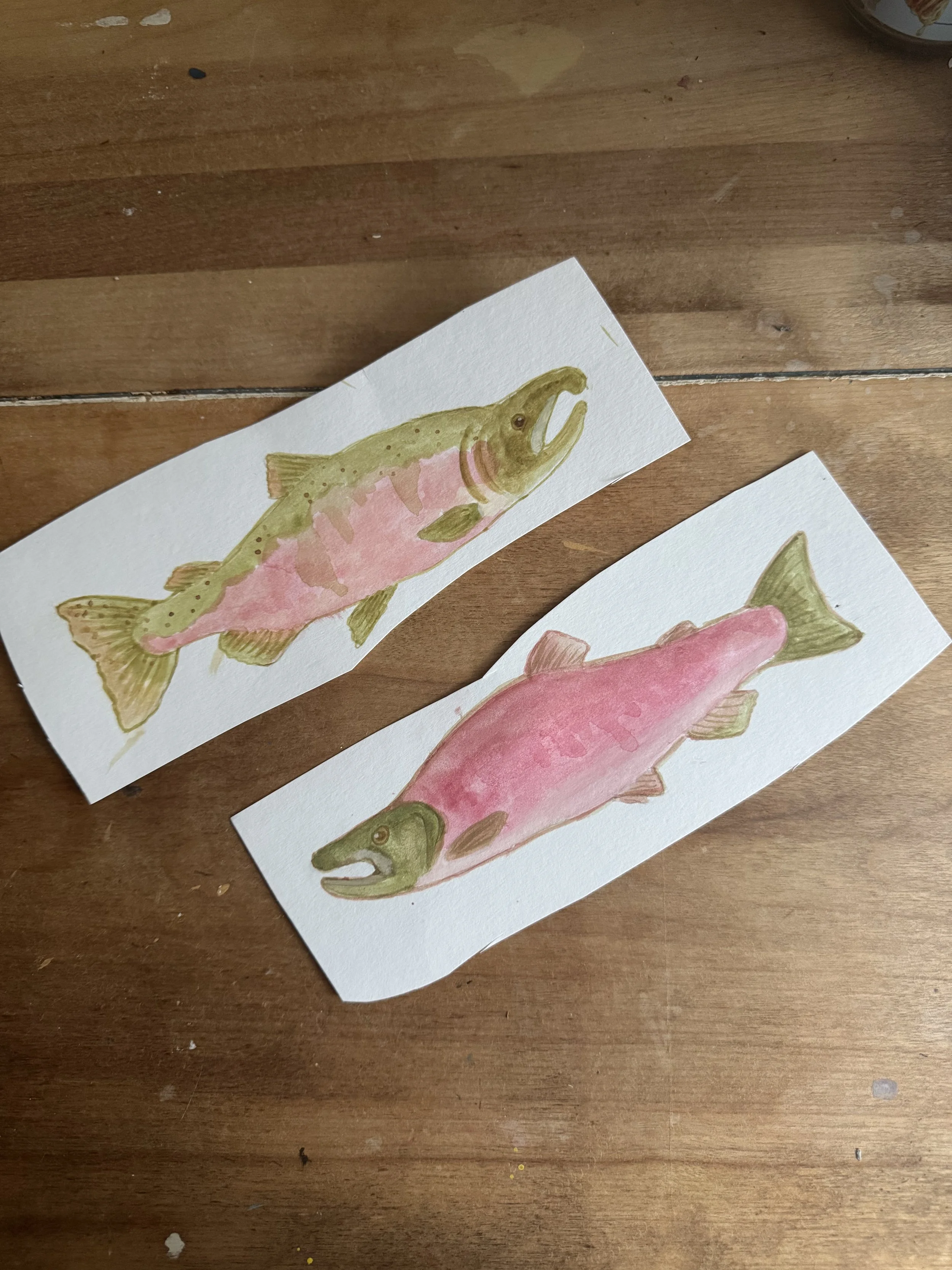 Coho & Sockeye salmon commissions before they have been cut out and placed on a background