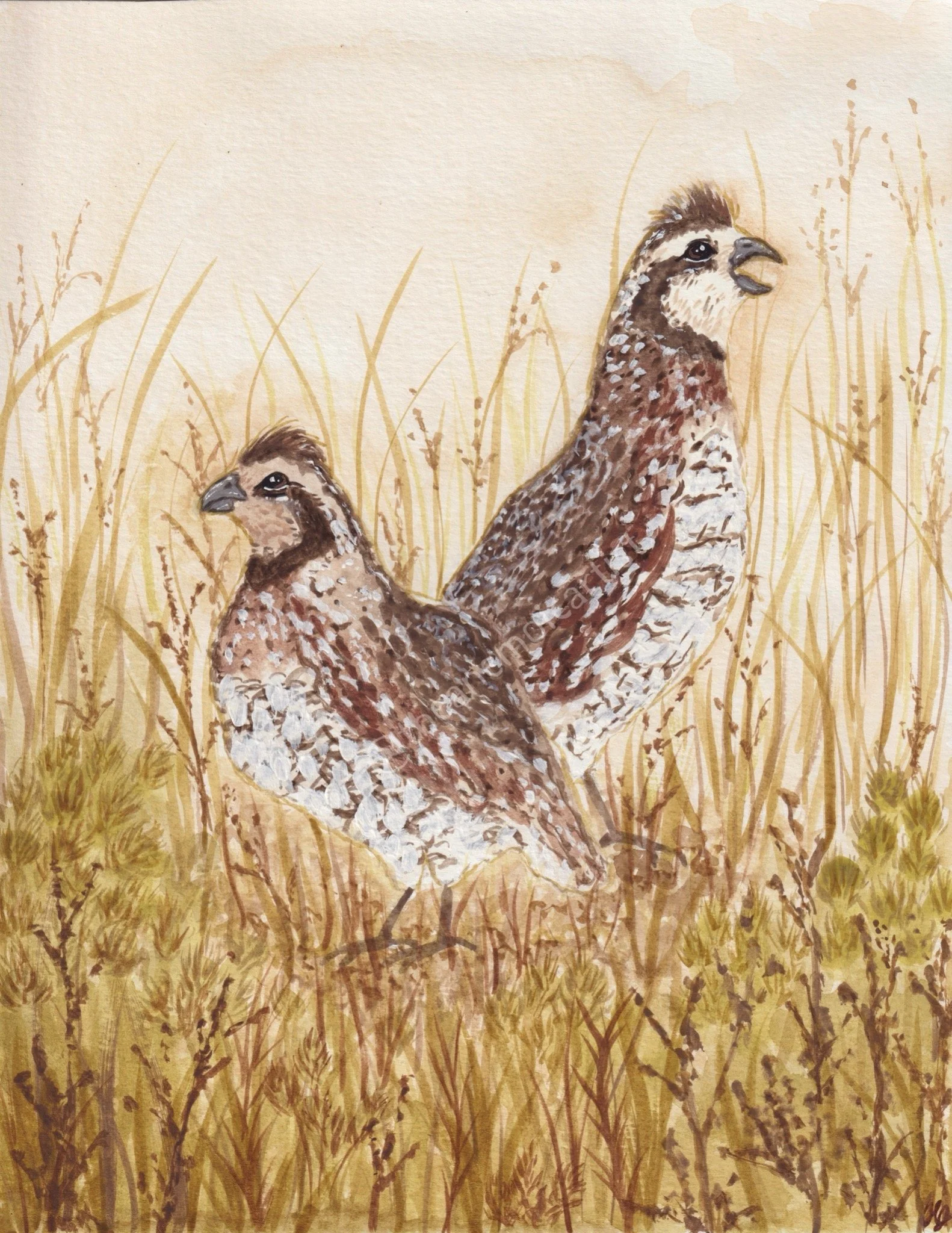 BOBWHITE PAIR PRINT