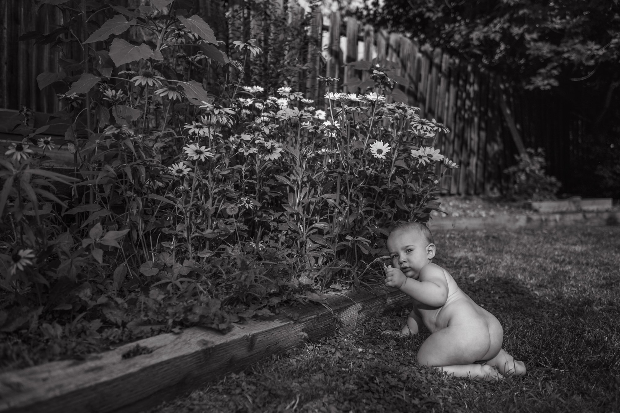 Dalí picking daisies. July 2021.jpg