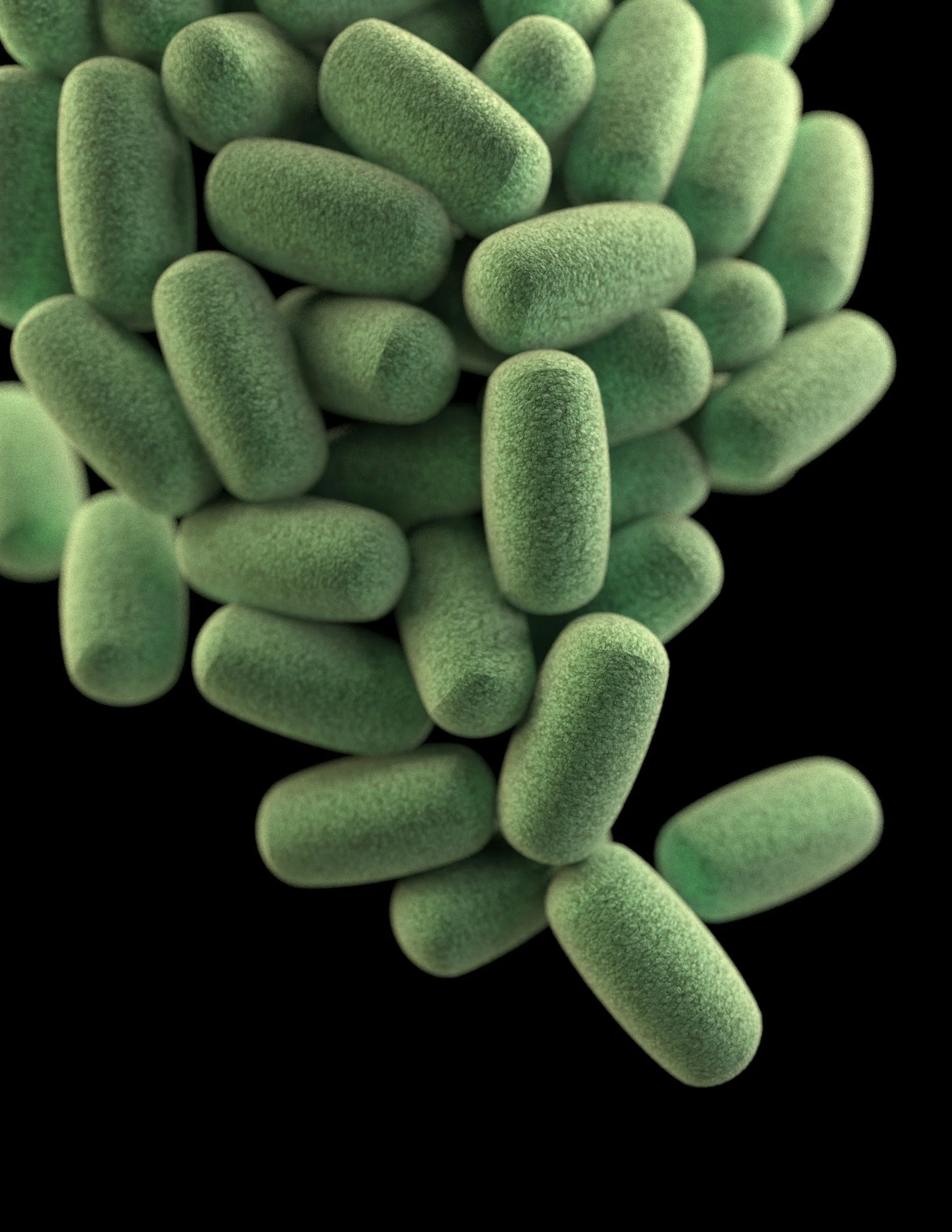 Akkermansia: The New Hot Gut Health Supplement — But Does It Actually Work?