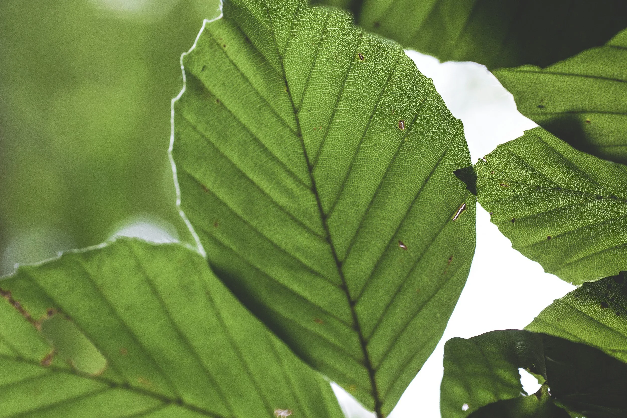 Chlorophyll: Worth Adding?