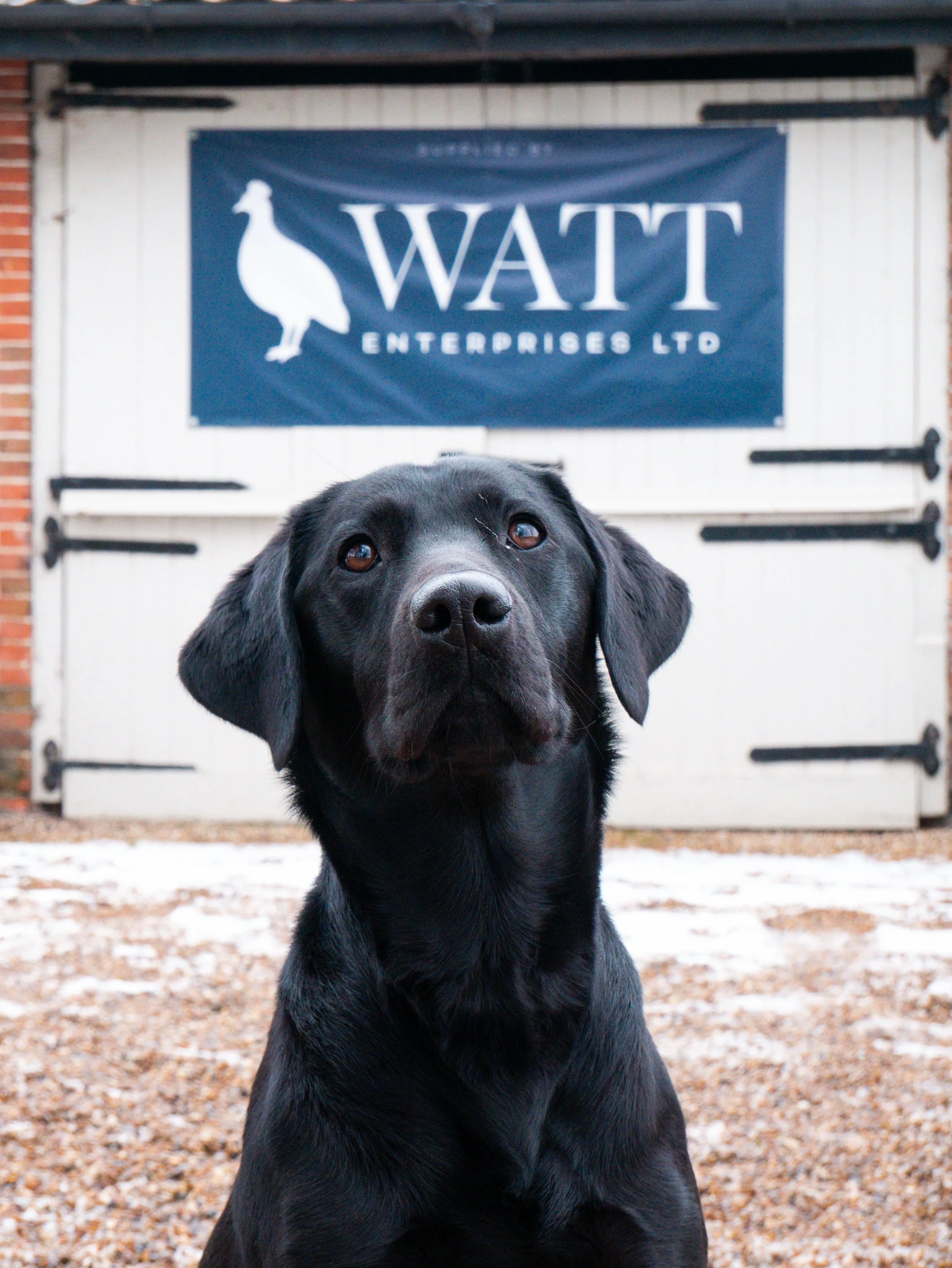 A black dog sitting on gravel in front of a barn door with a blue banner that reads "WATT Enterprises Ltd" and has a silhouette of a bird.