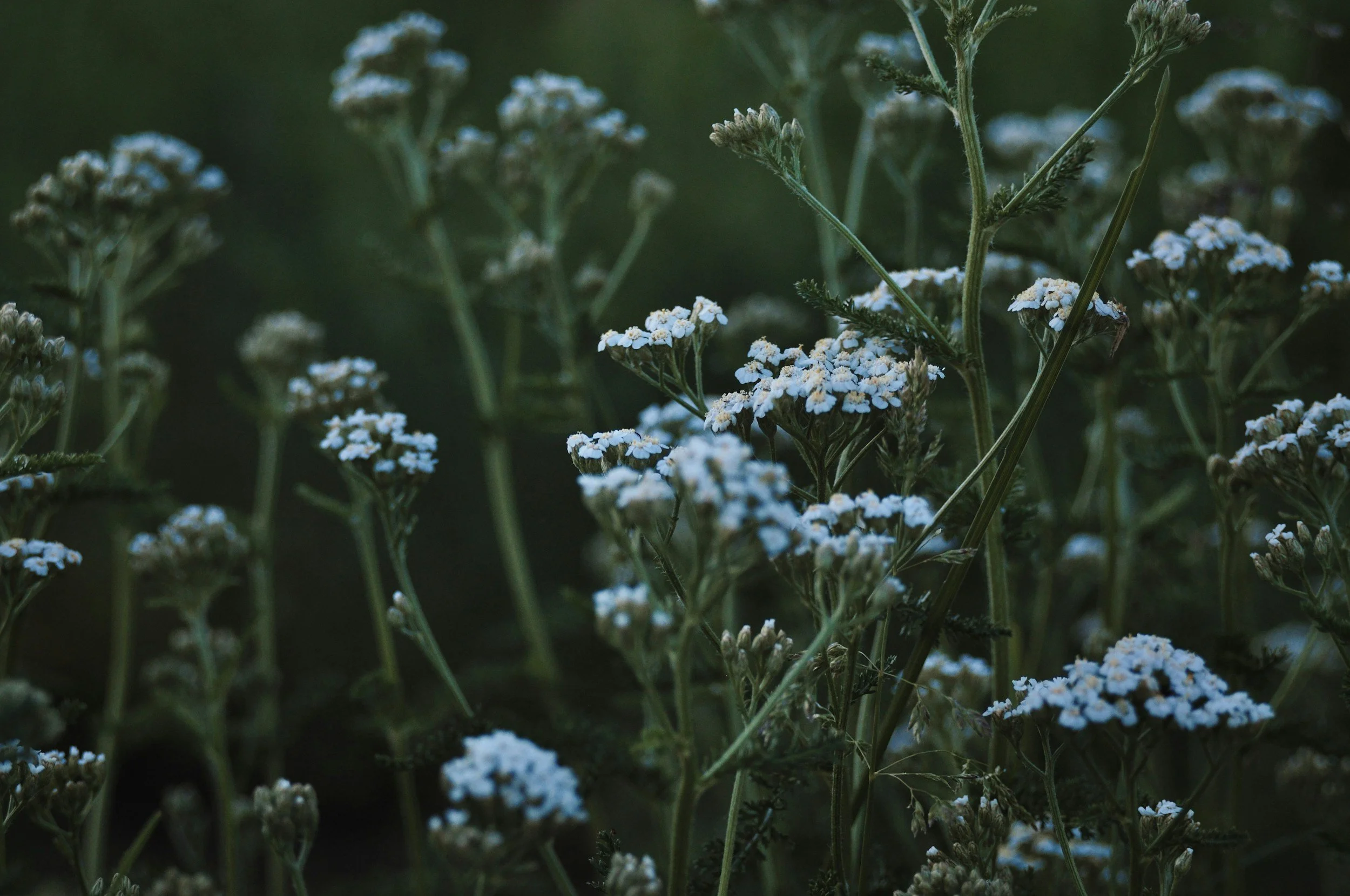 Close-up of small white flowers growing on green stems in a dark, natural setting.