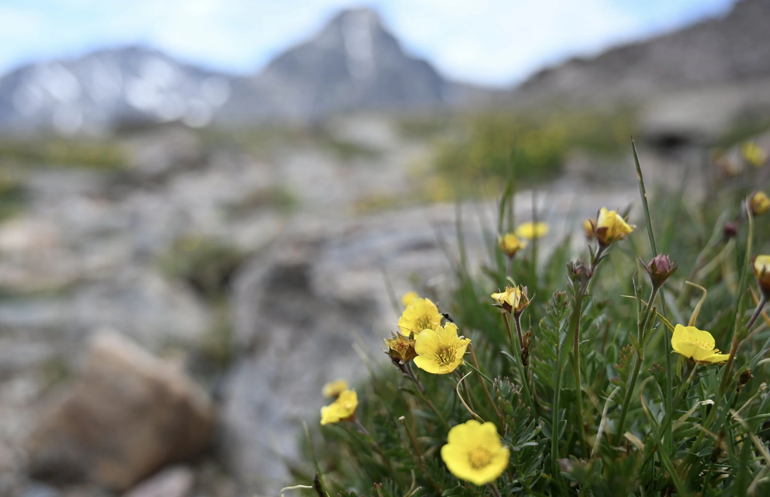Alpine bloom