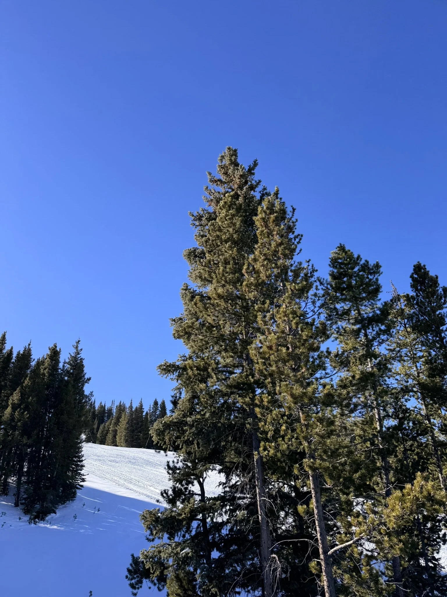 Trees Standing Tall.JPEG