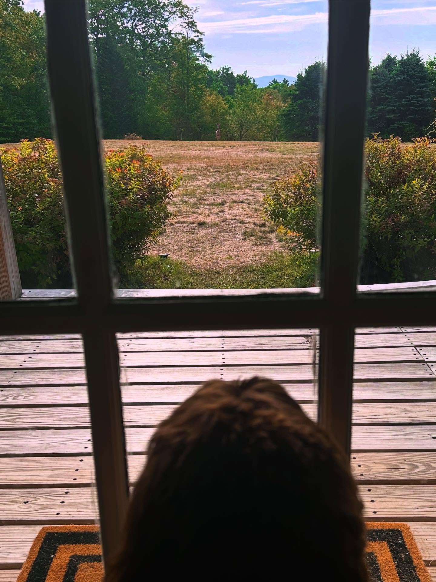 Seasonal visitors 🦌🐶❤️