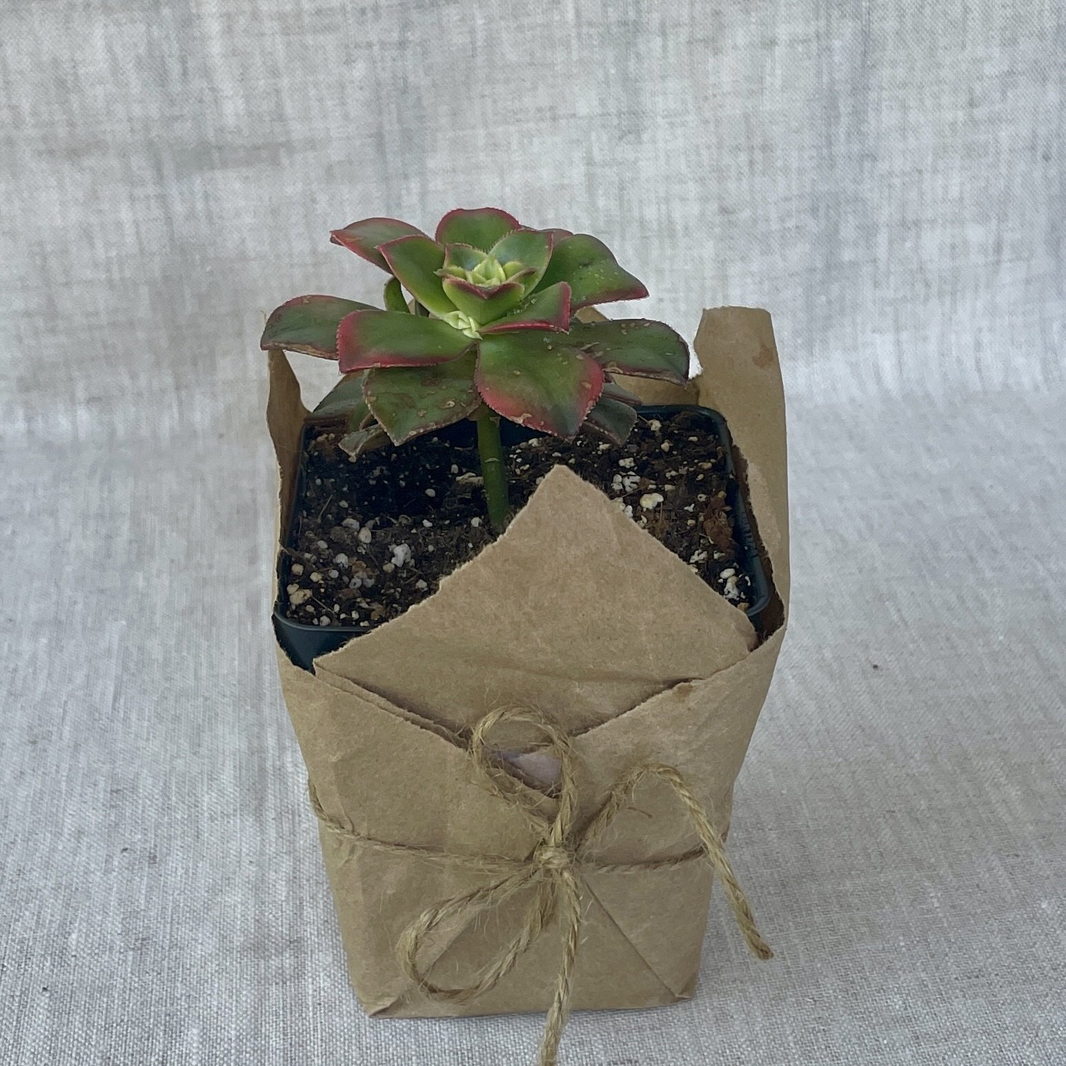 Aeonium Kiwi