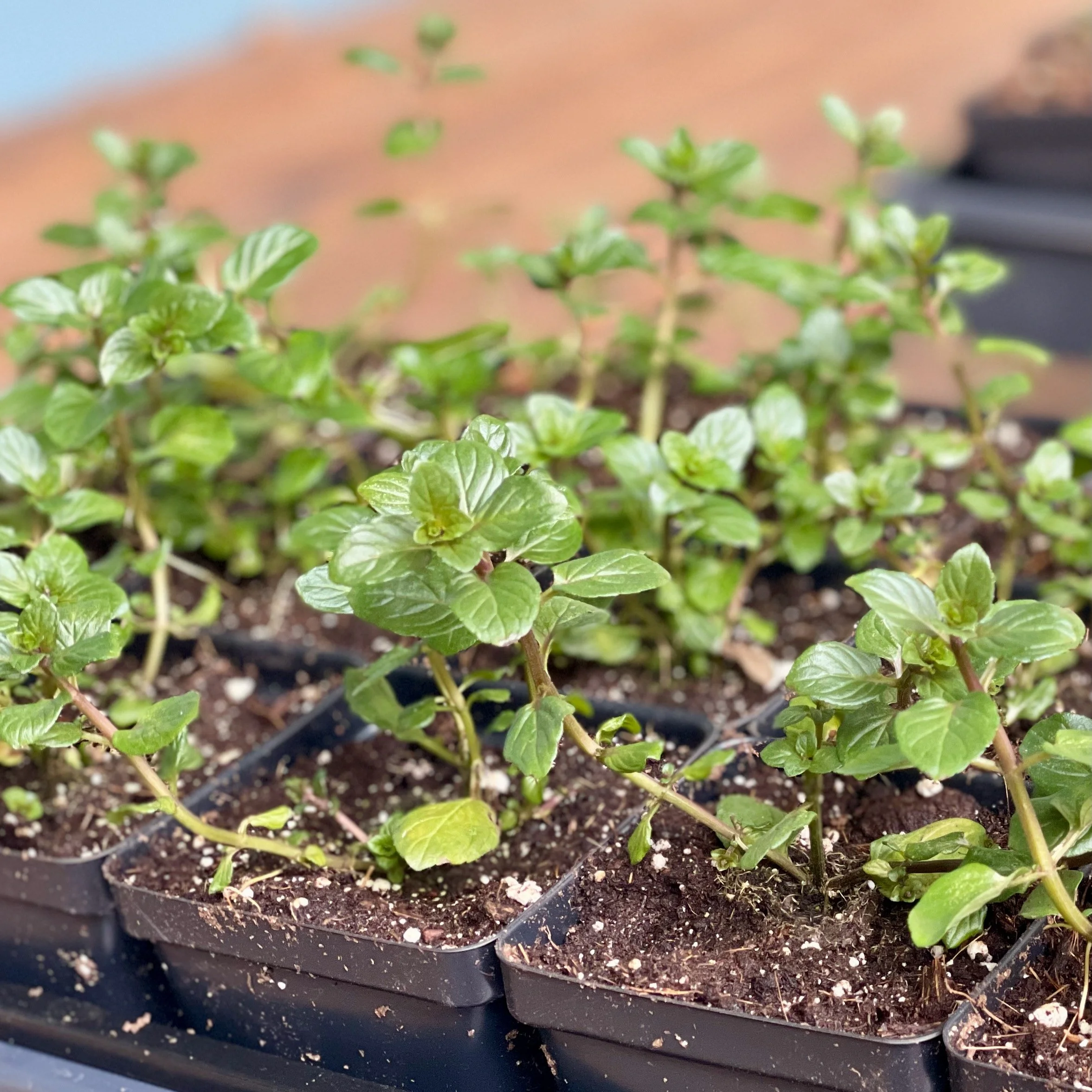 Chocolate Mint Tray 2.jpeg