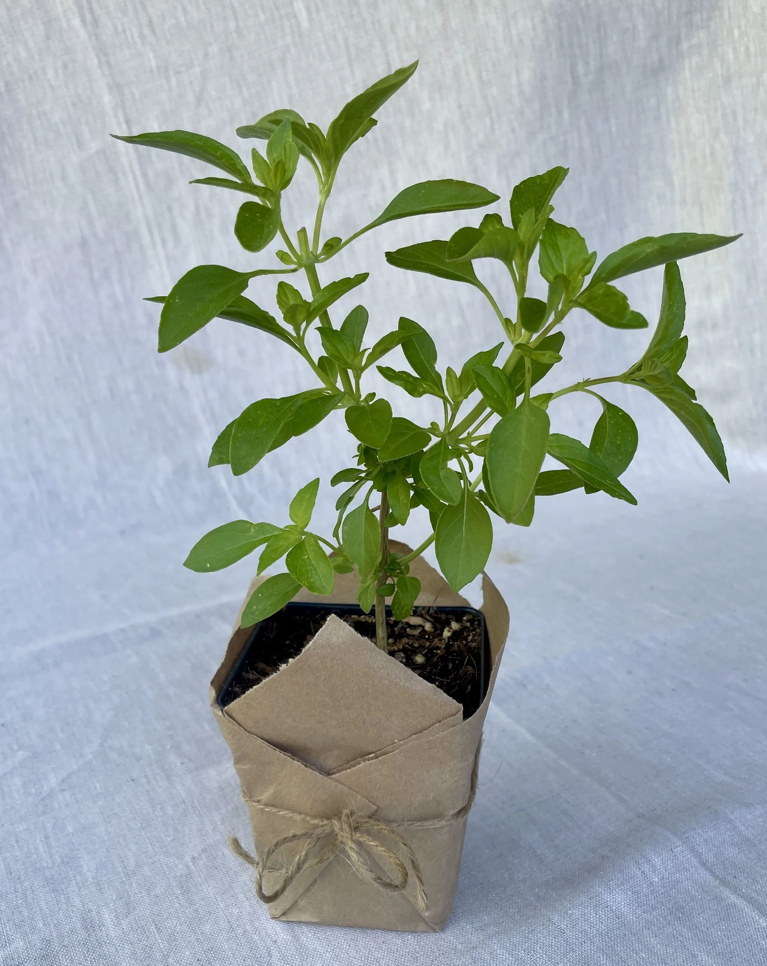 Lemon Basil