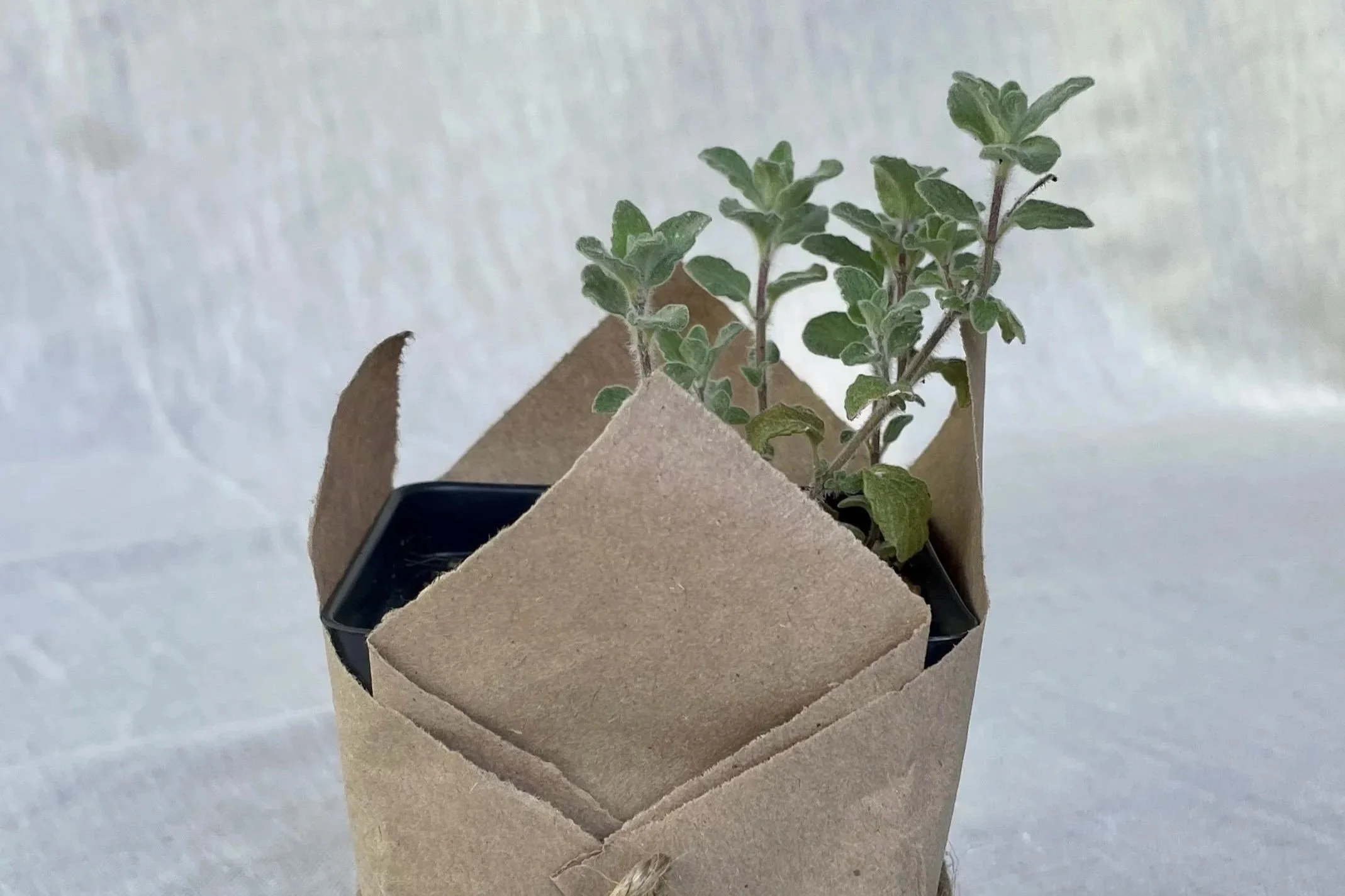 Marjoram Za’atar