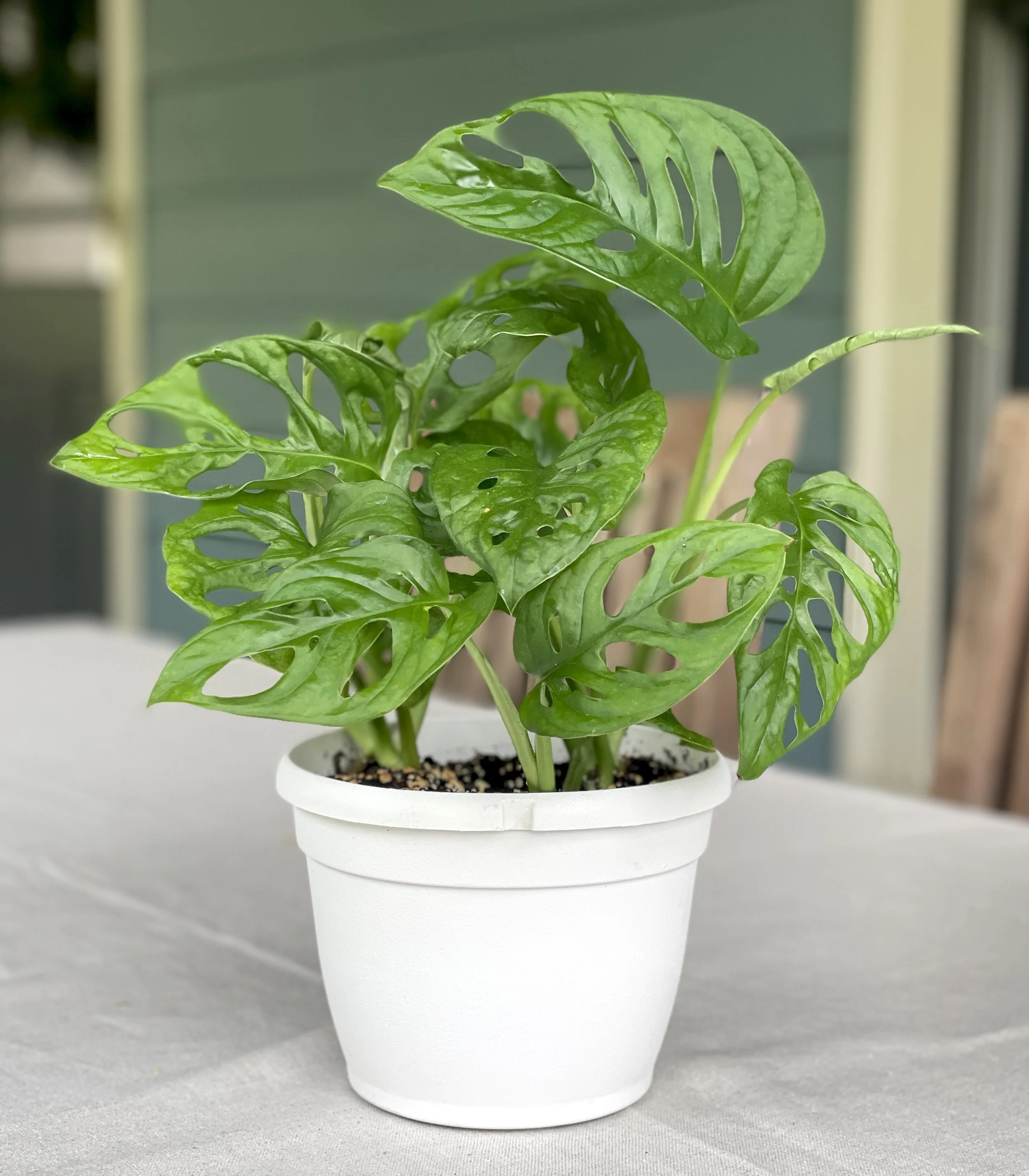 monstera-adansonii.jpeg