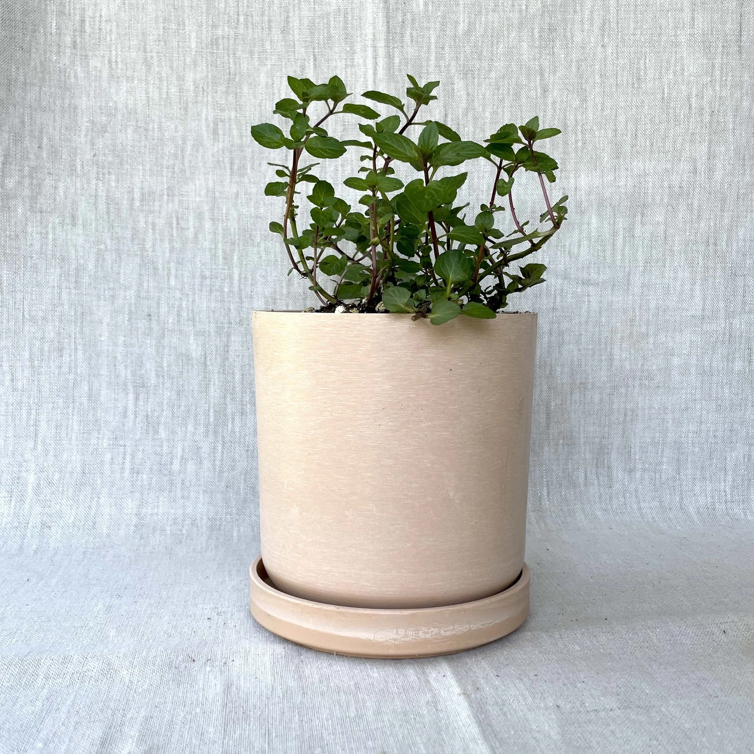 chocolate-mint-coral-pot.jpeg