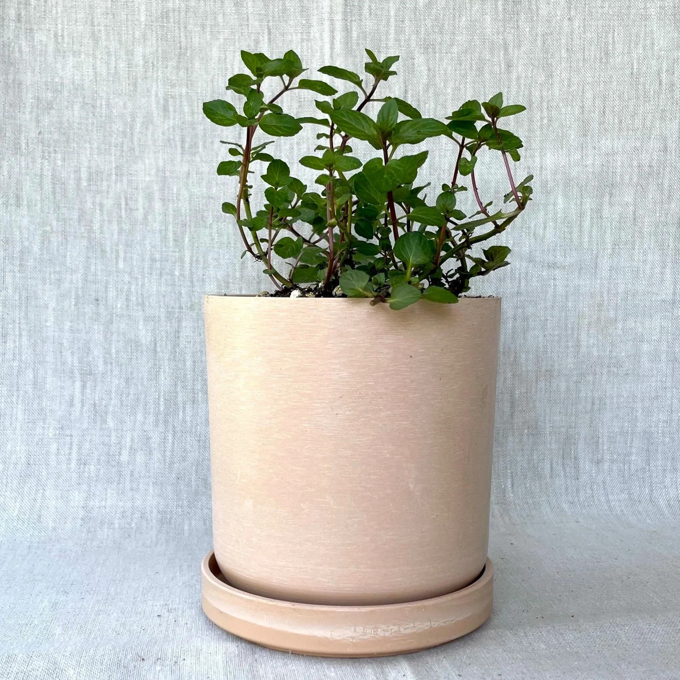 Chocolate Mint
