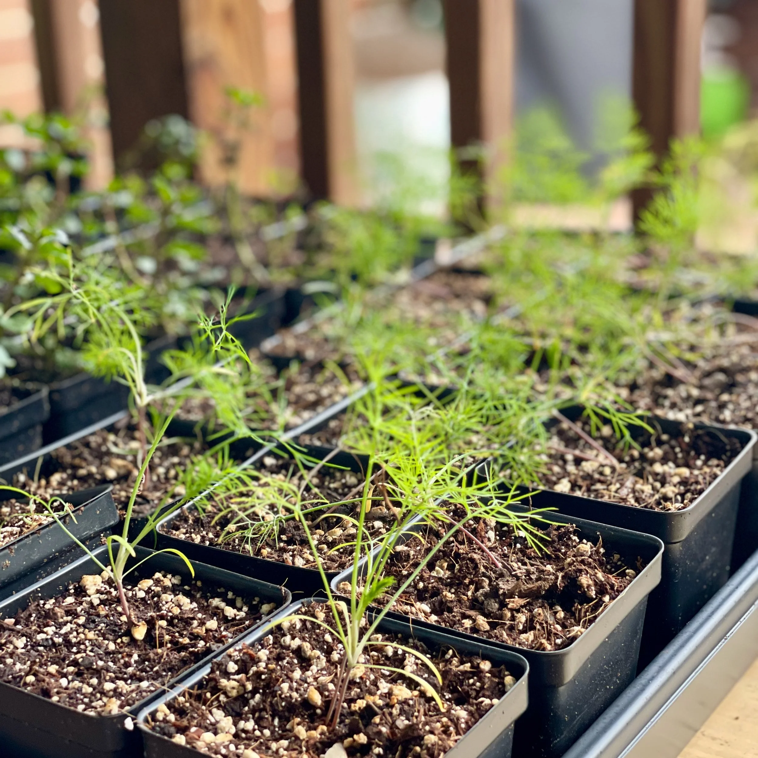 Fernleaf Dill Tray.jpeg