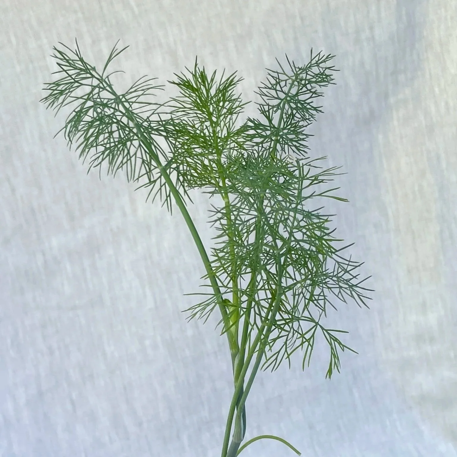 Fernleaf-Dill.jpg