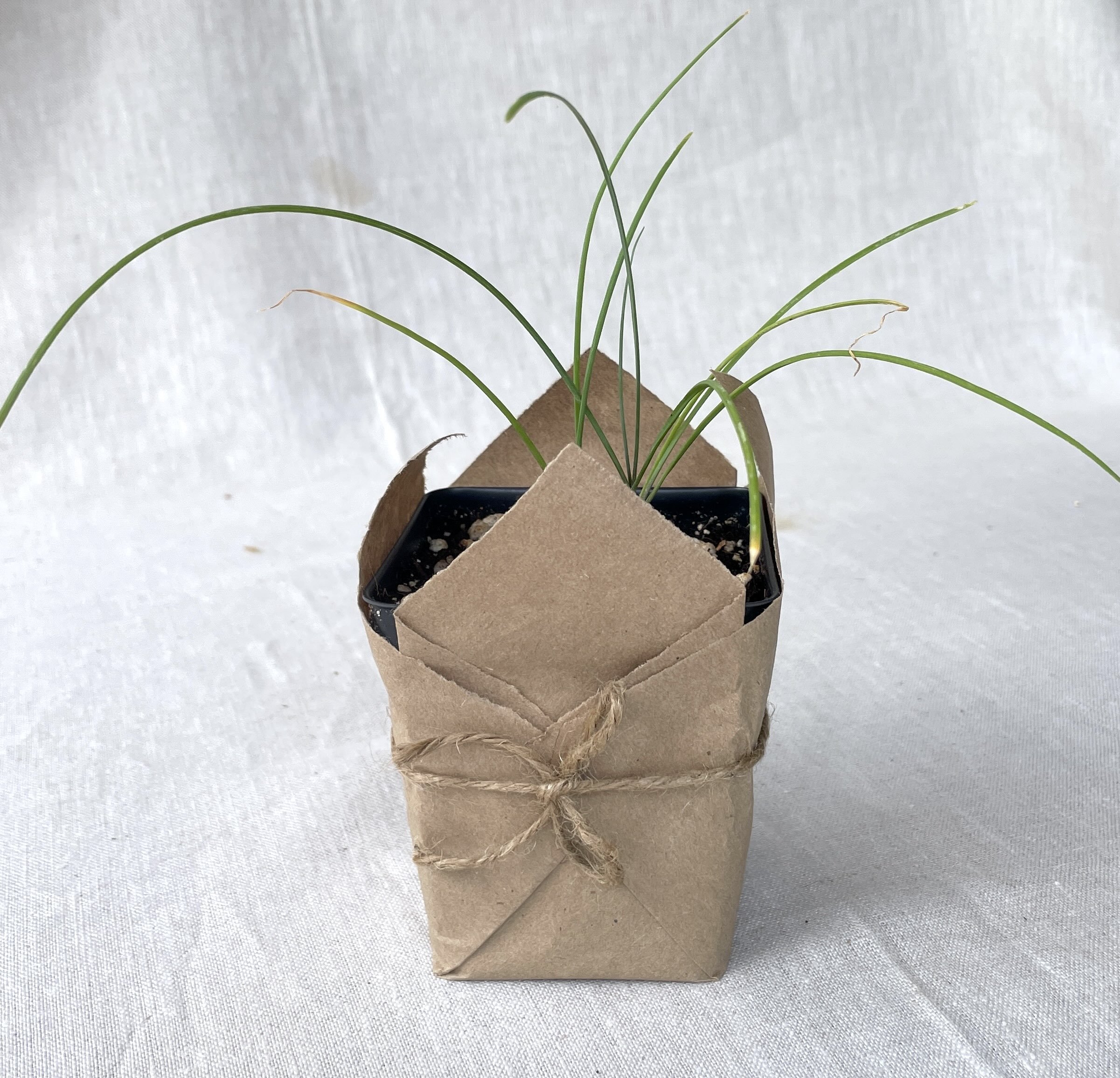 garlic-chives.jpeg