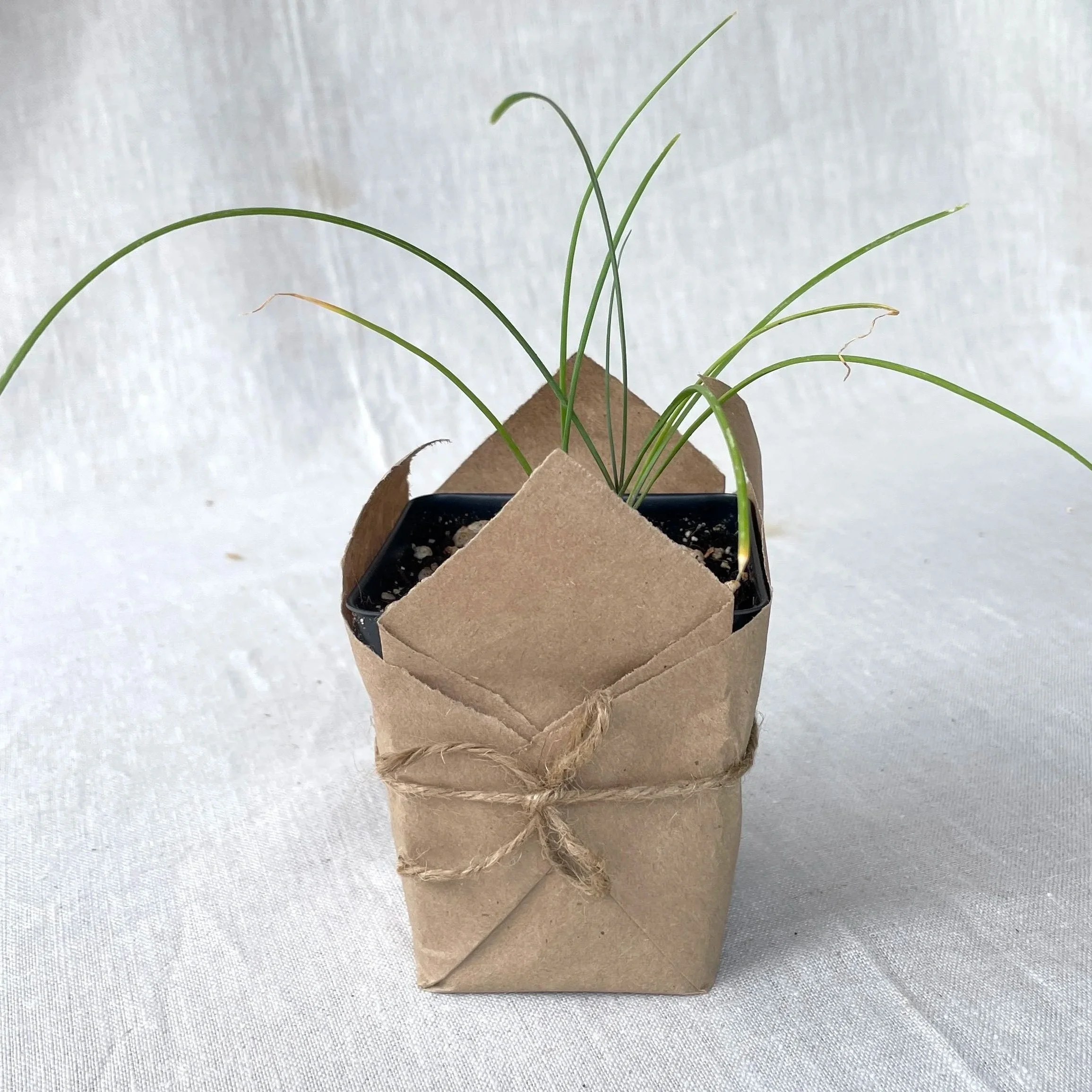 Garlic Chives