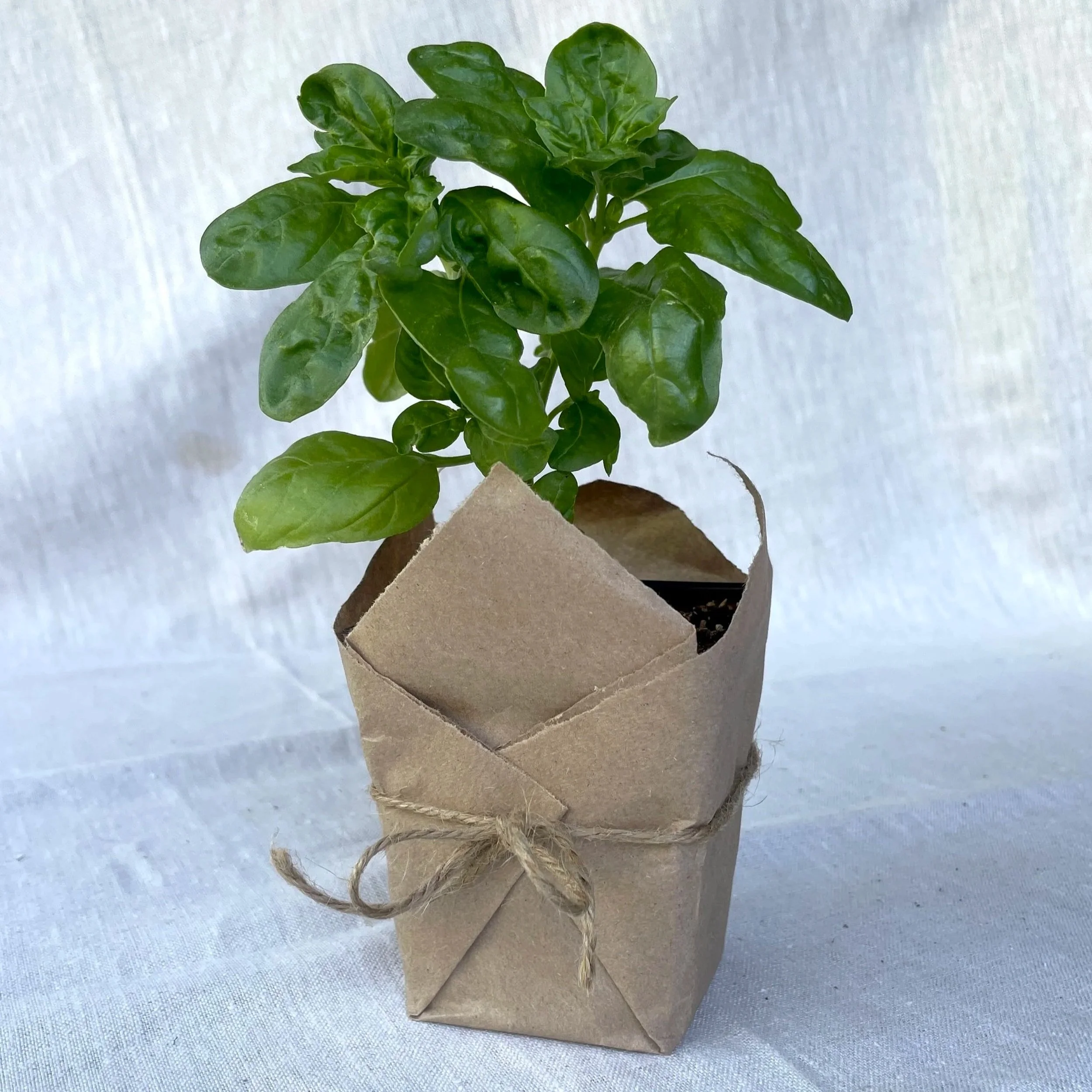 Genovese Basil
