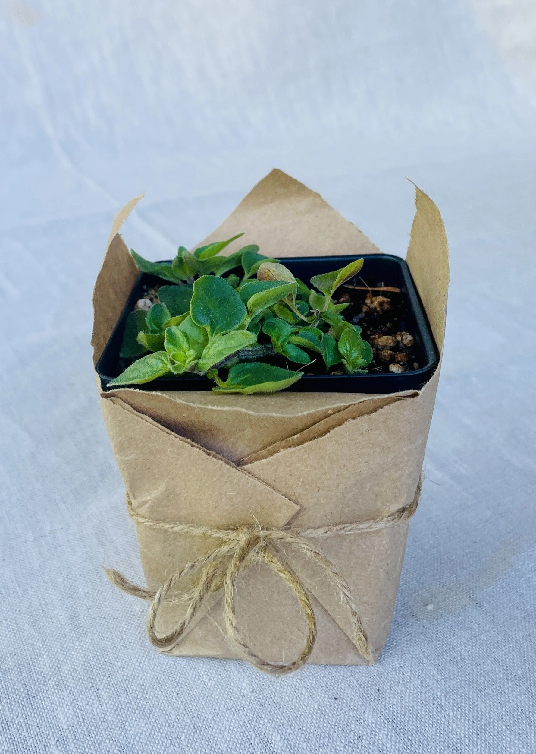 Greek-Oregano.jpg