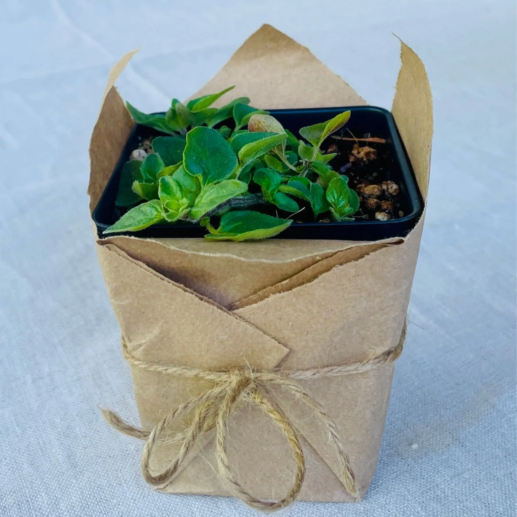 Greek Oregano