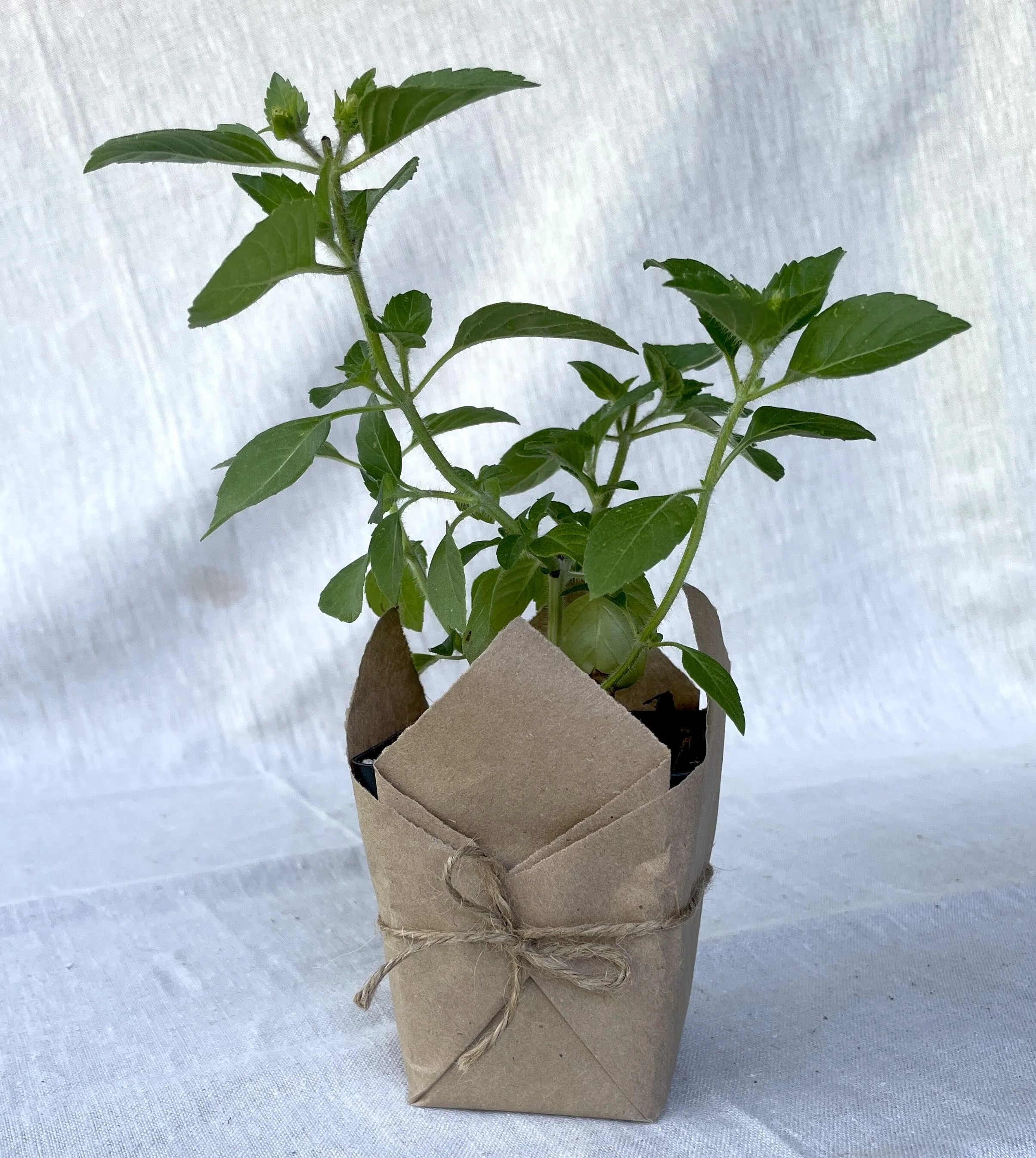 Holy-Basil-Tulsi.jpeg