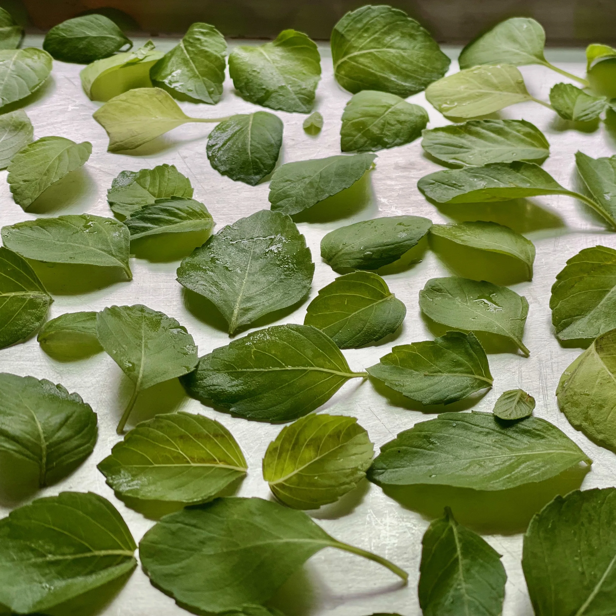 Holy Basil Harvest.jpeg