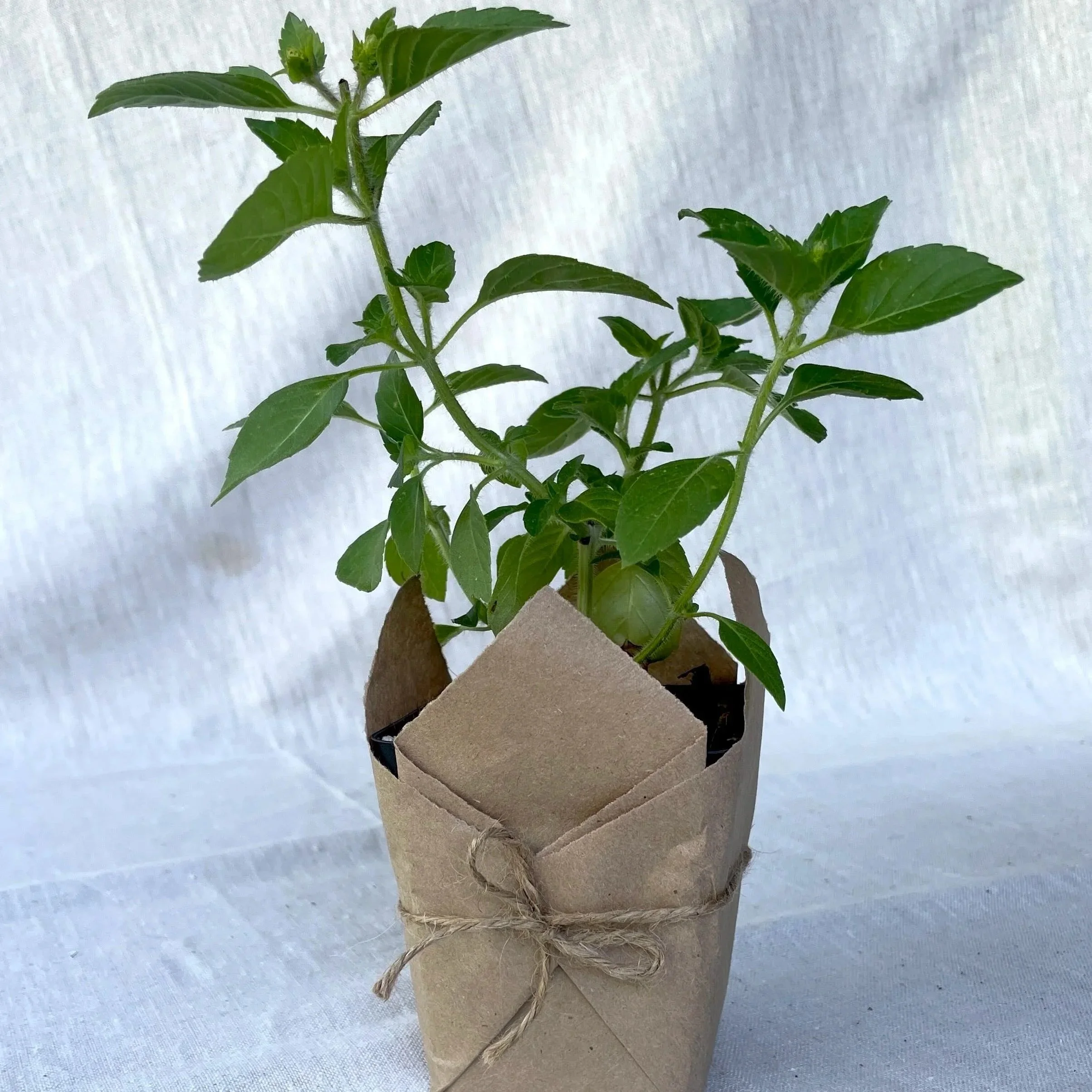 Holy Basil (Tulsi)