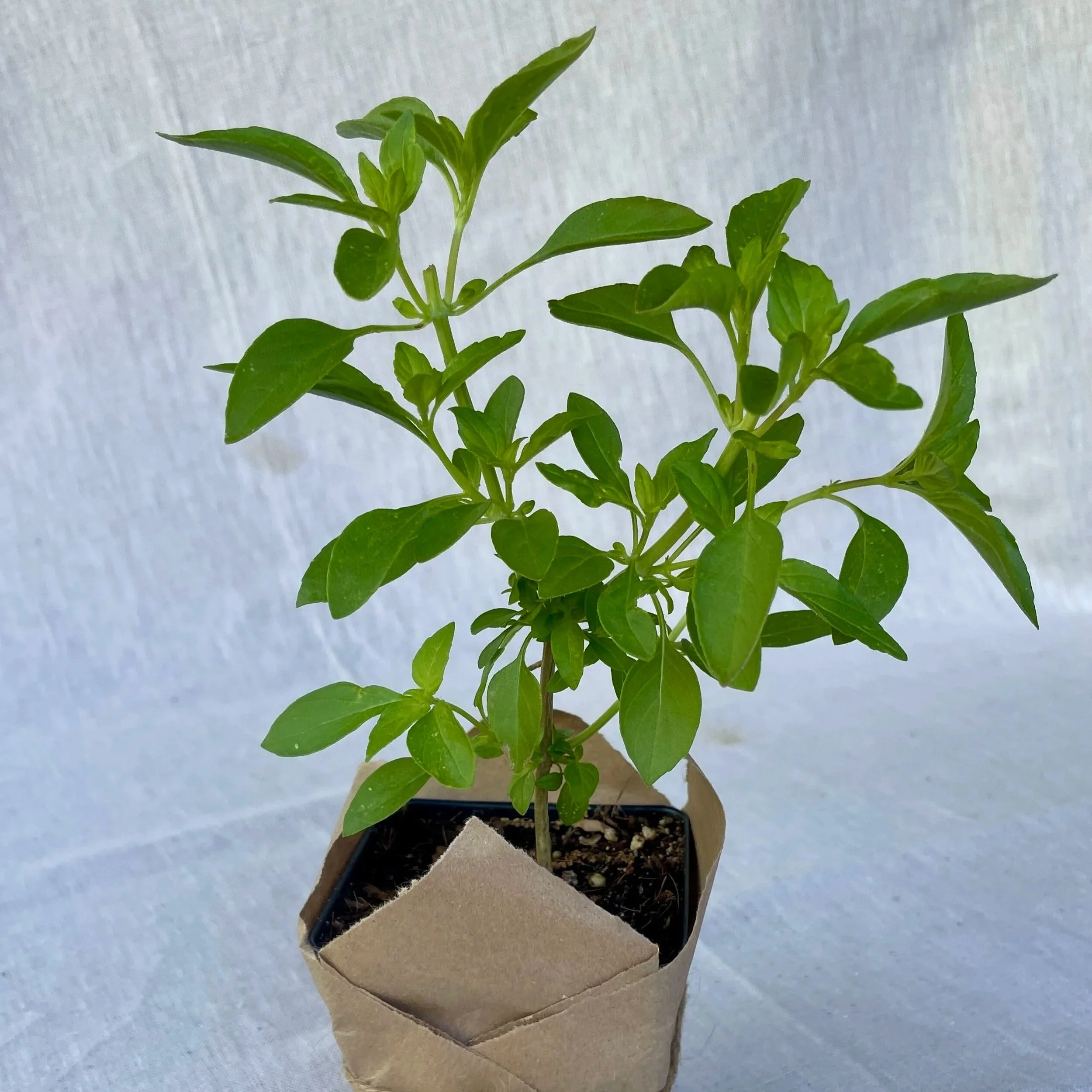 Lemon Basil