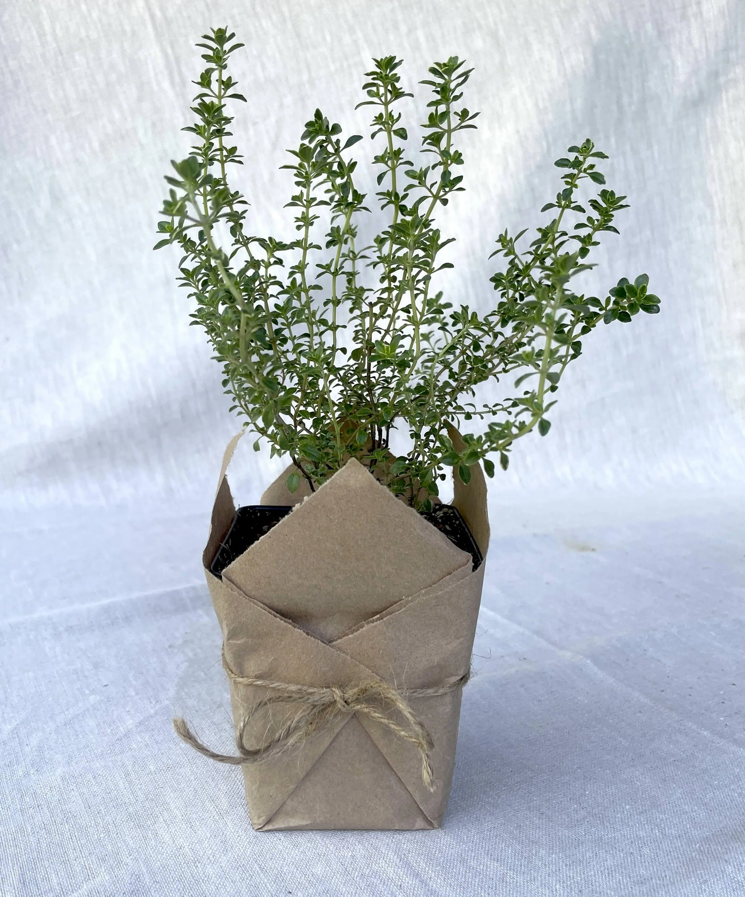 Lemon-thyme.jpeg