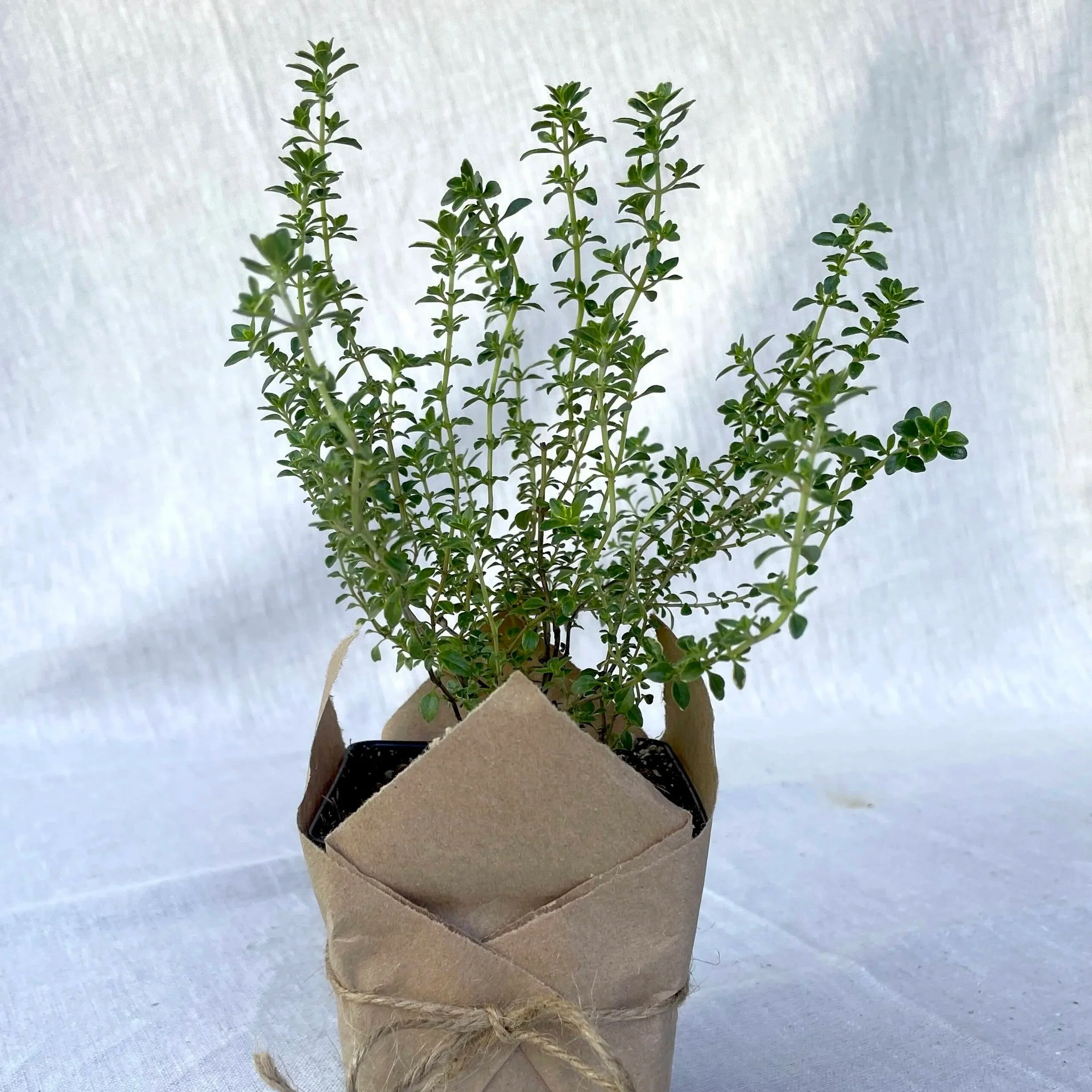 Lemon Thyme