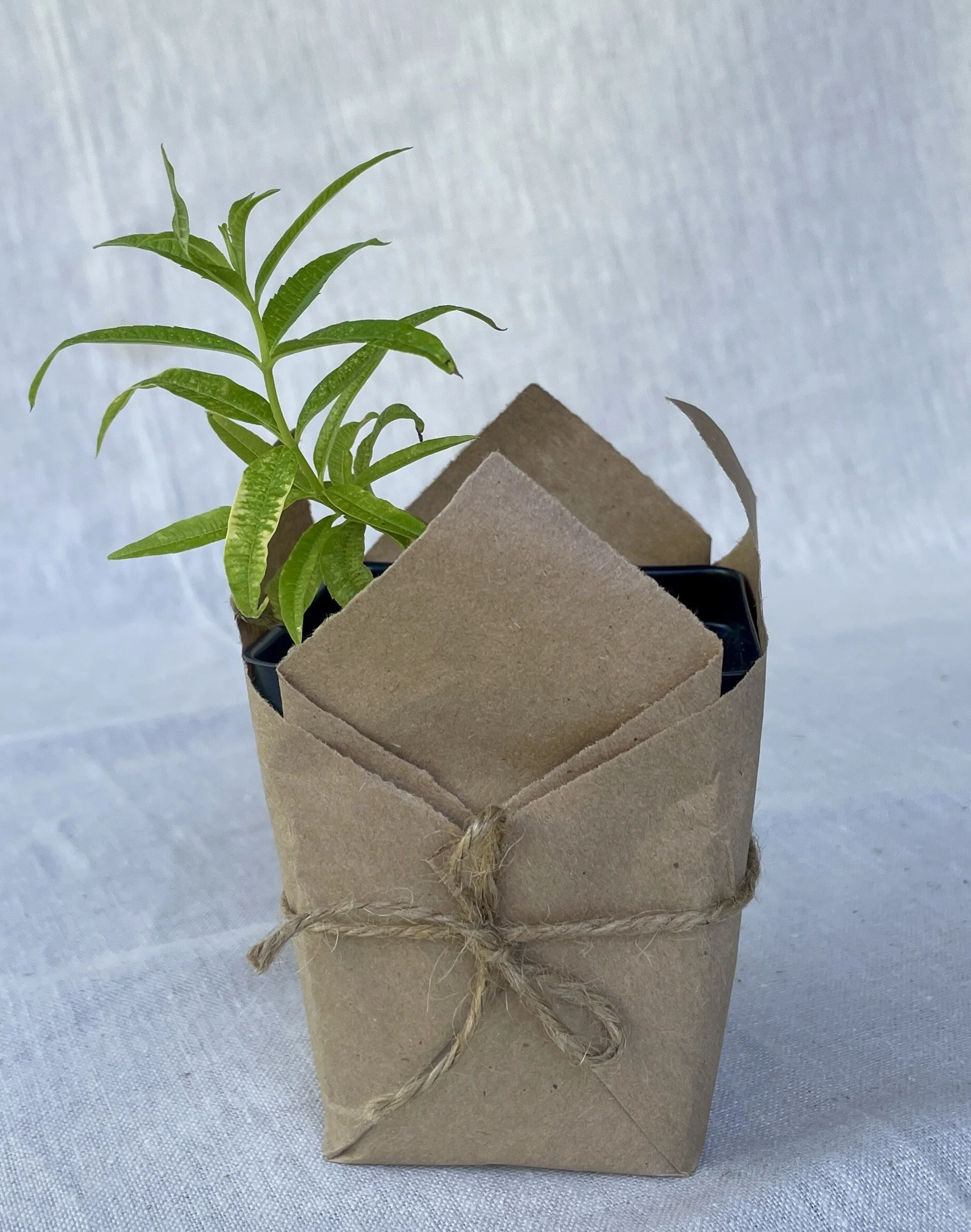 Lemon-verbena.jpeg