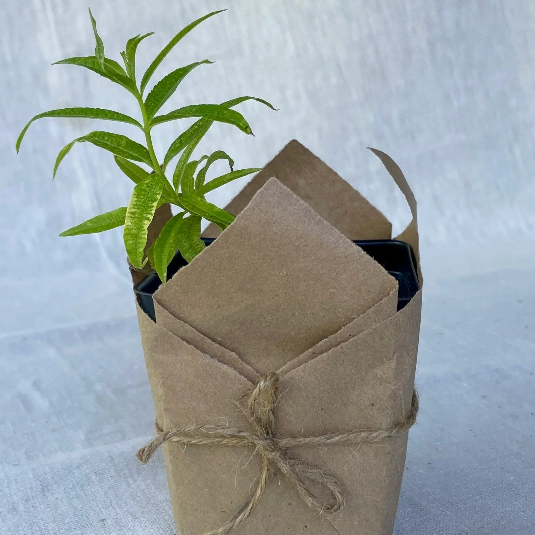 Lemon Verbena