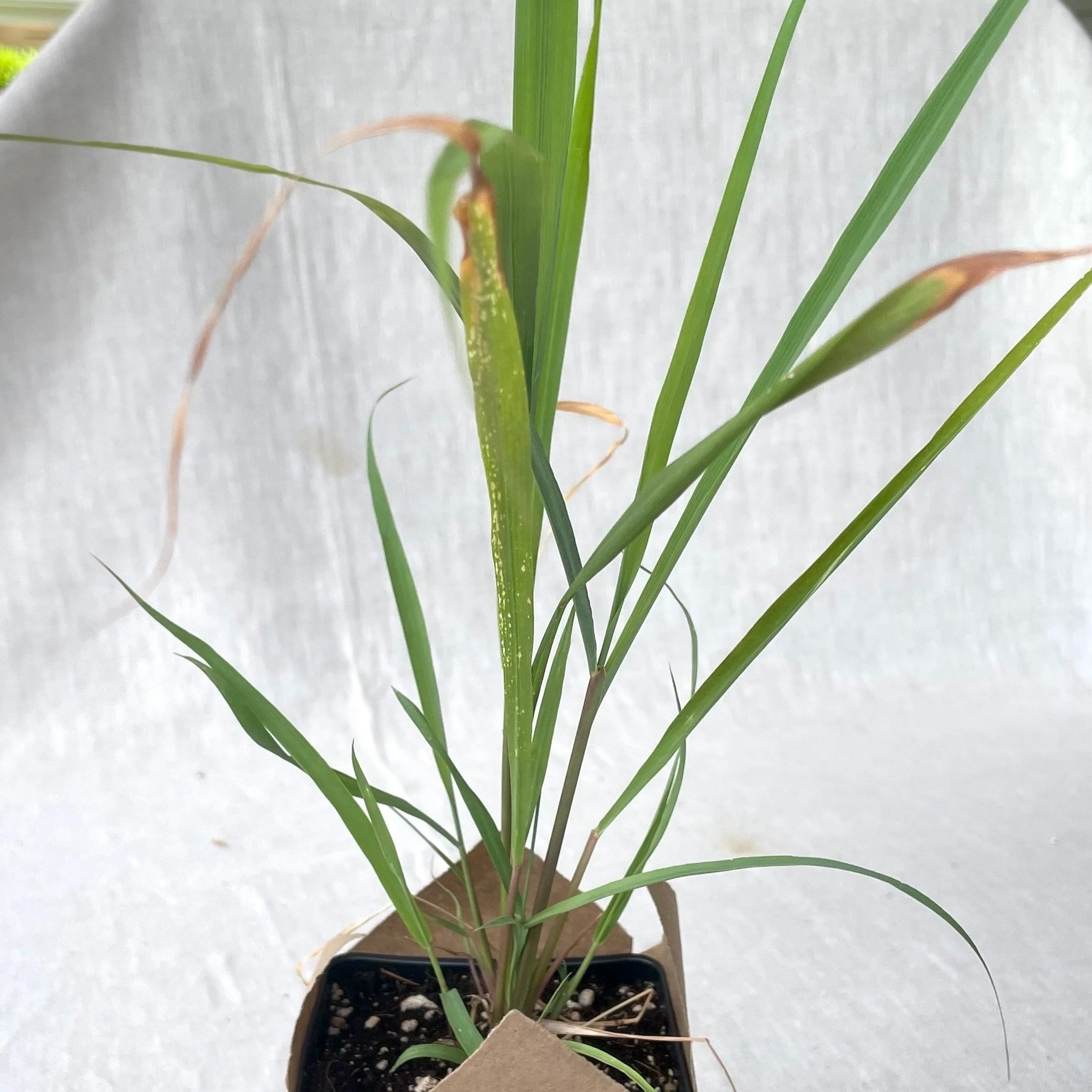 Lemongrass