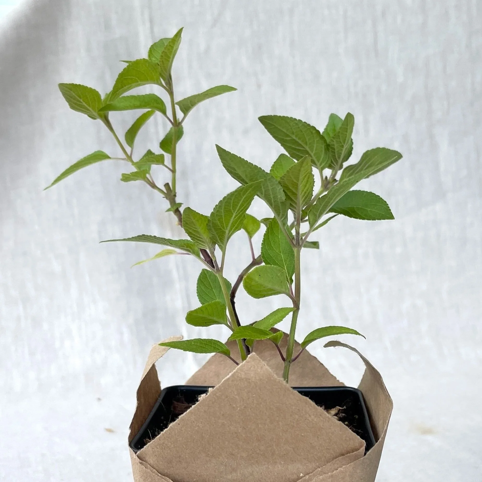 Pineapple Sage