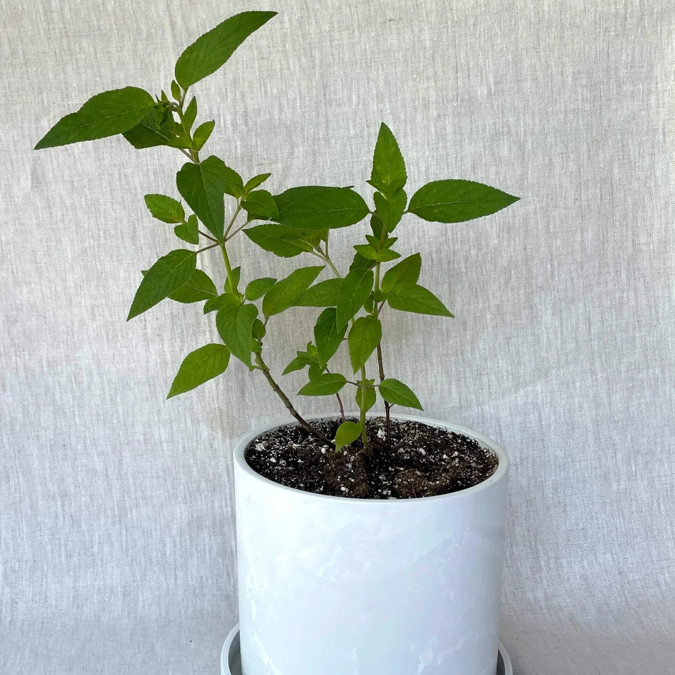 Pineapple-sage-white-pot.jpg
