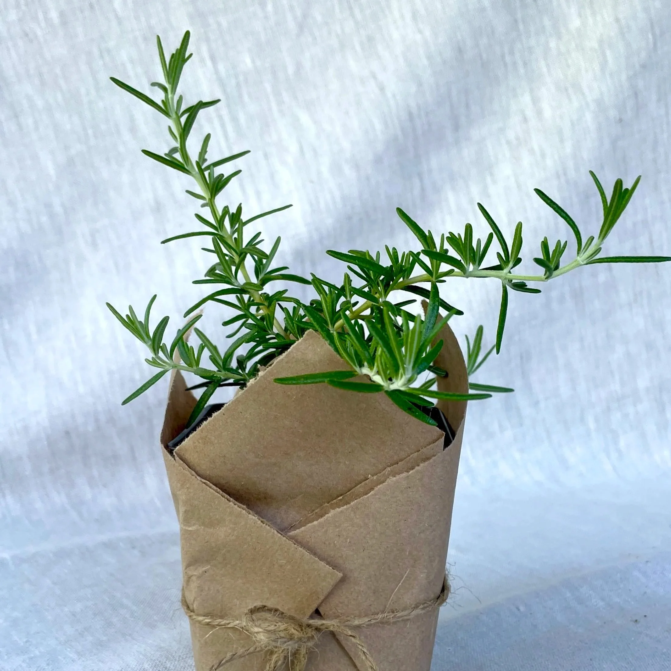 Rosemary