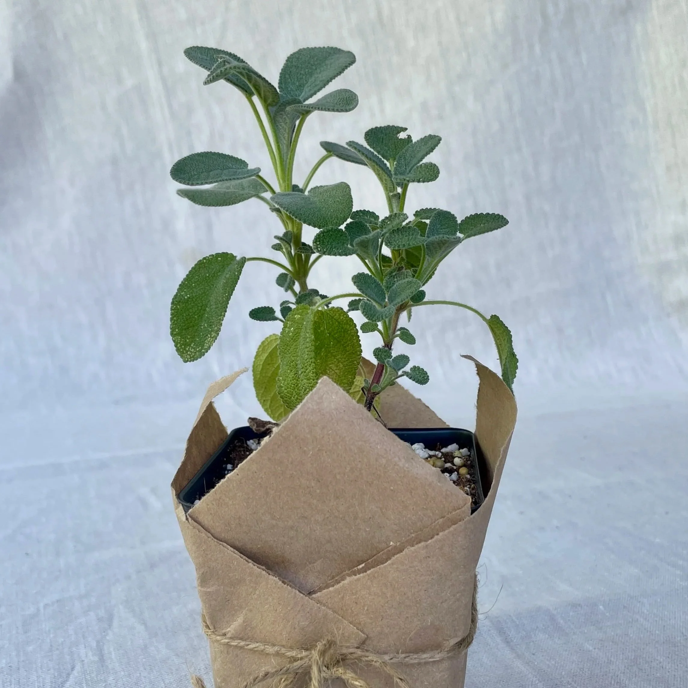 Berggarten Sage 