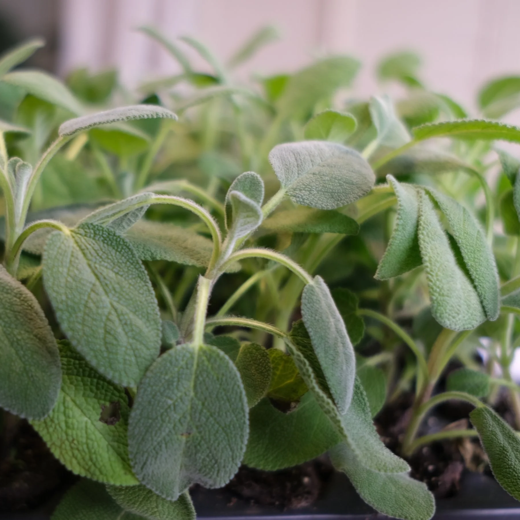 Berggarten+Sage.png