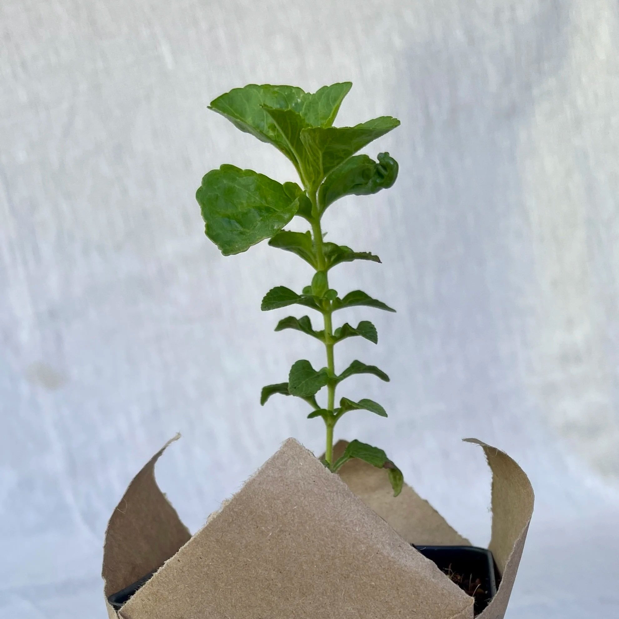 Stevia.jpg
