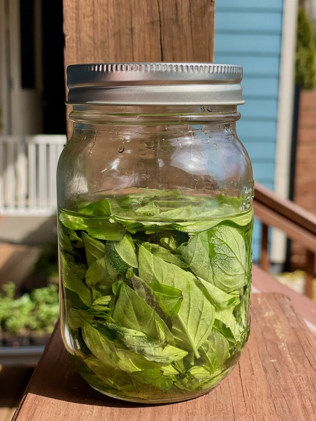 Thai_Basil_Oil.jpg