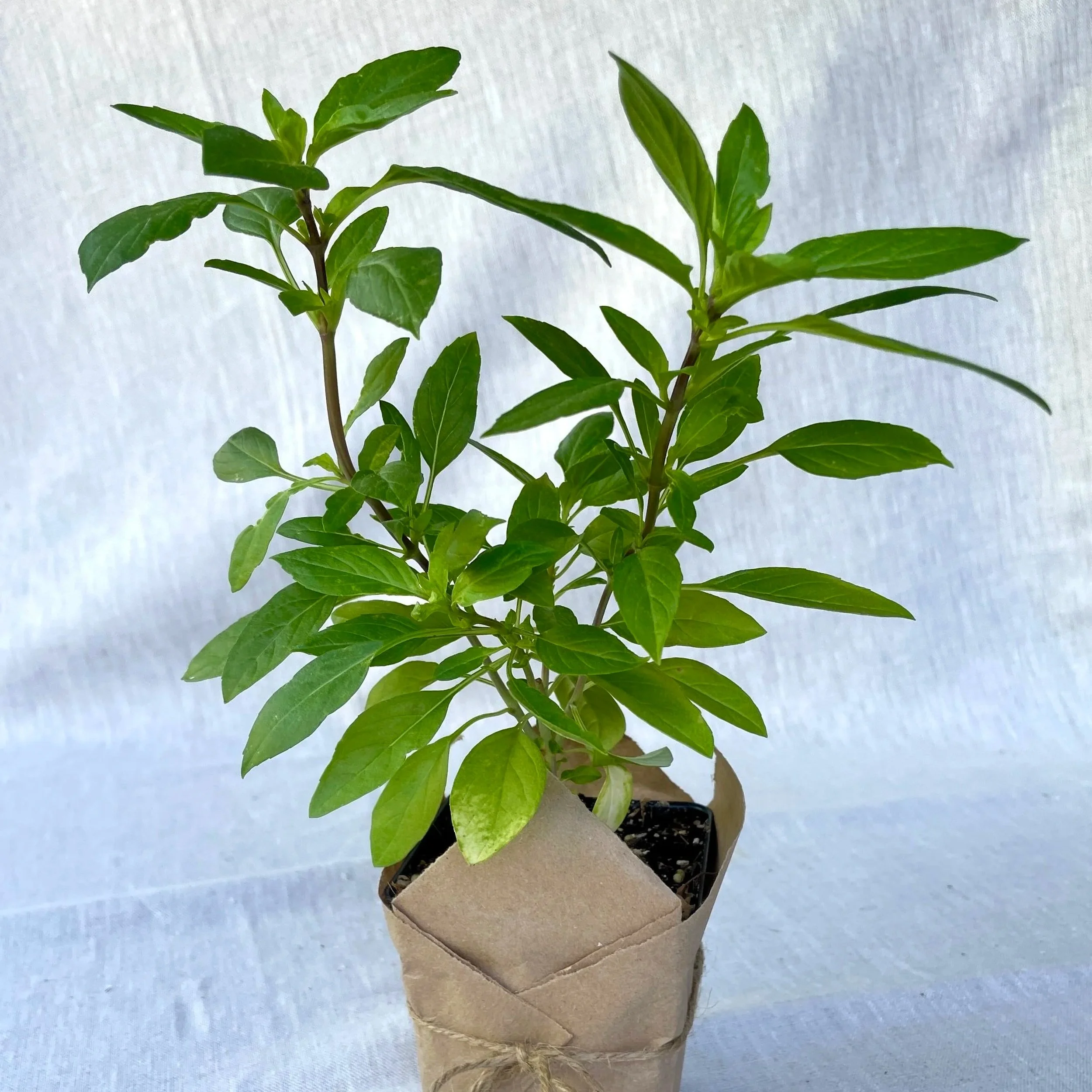 Thai Basil