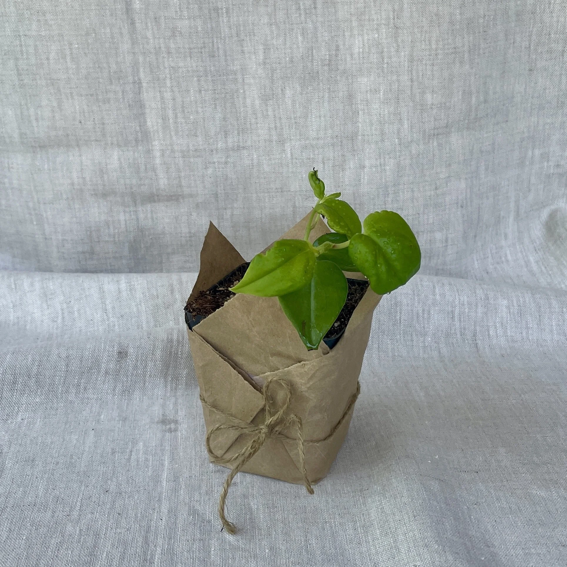 Peperomia Scandens