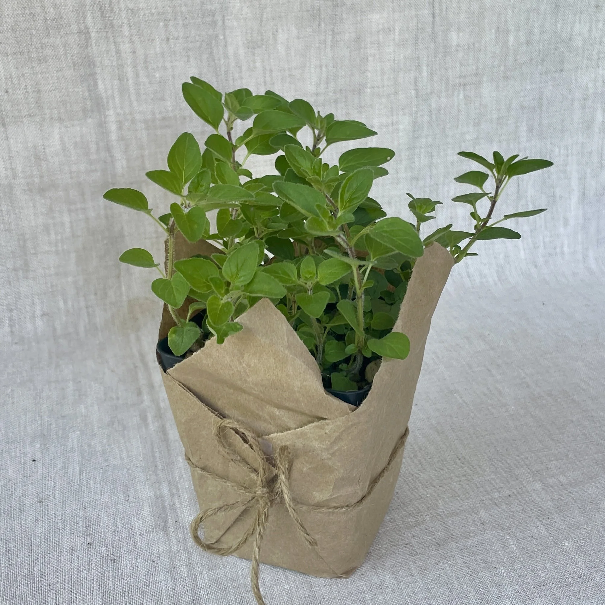 Greek Oregano
