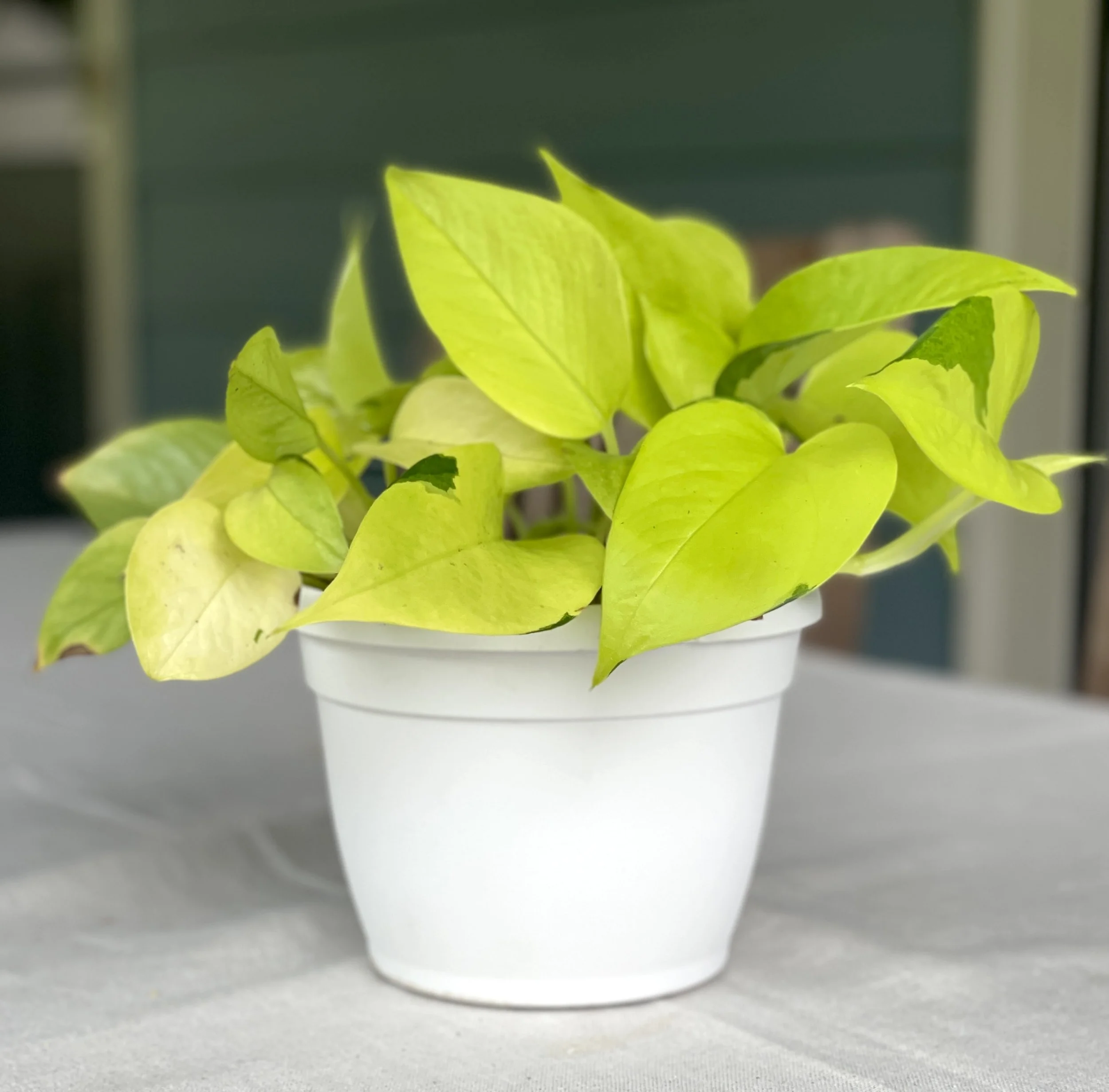 Neon Pothos
